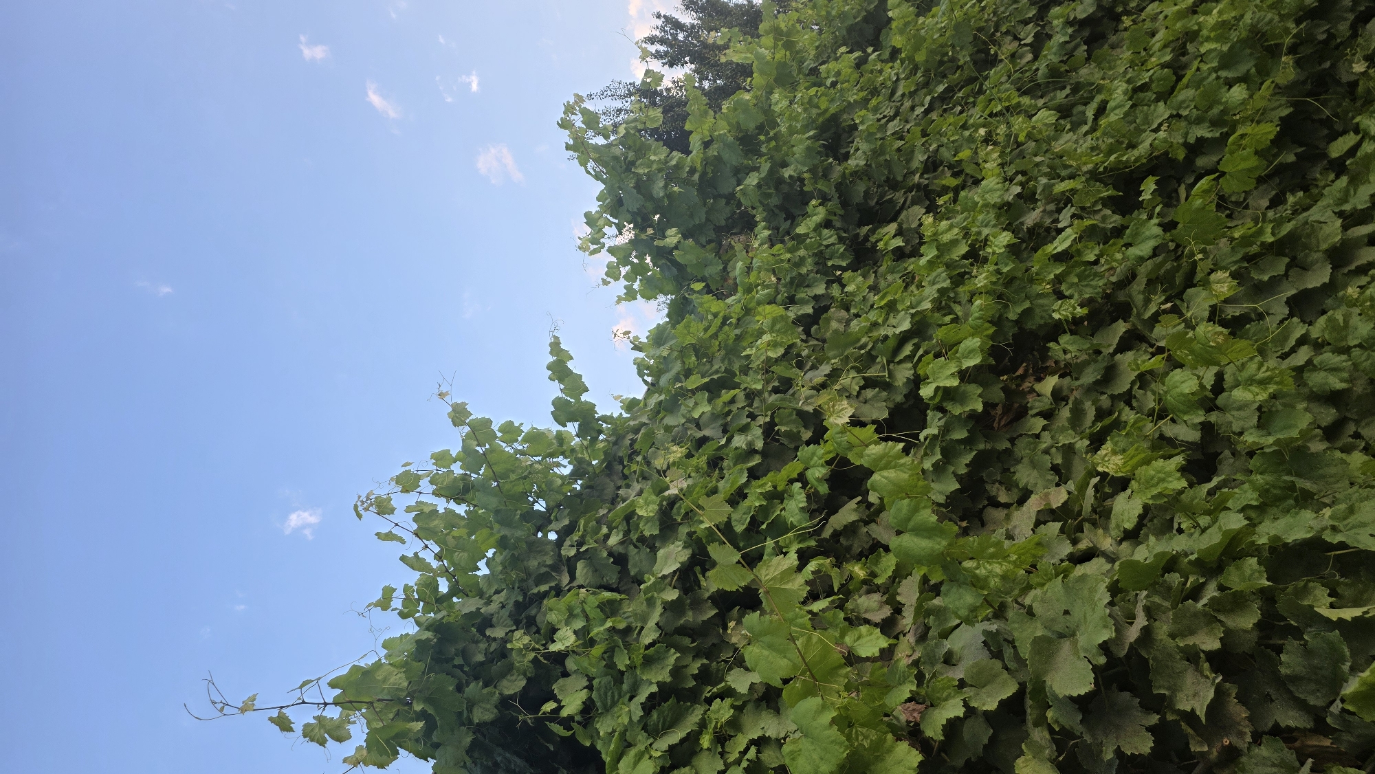 The image shows a dense, green vine covering a surface, likely a wall or fence, with a clear blue sky with scattered white clouds visible above. The vine is lush and leafy, with some tendrils reaching upwards. The scene appears to be outdoors. The image is cropped to focus on the vine and the sky. Based on the metadata, the location is the city of Chuy, Kyrgyzstan. There are no people or specific objects that can be identified beyond the natural elements of the vine and the sky.