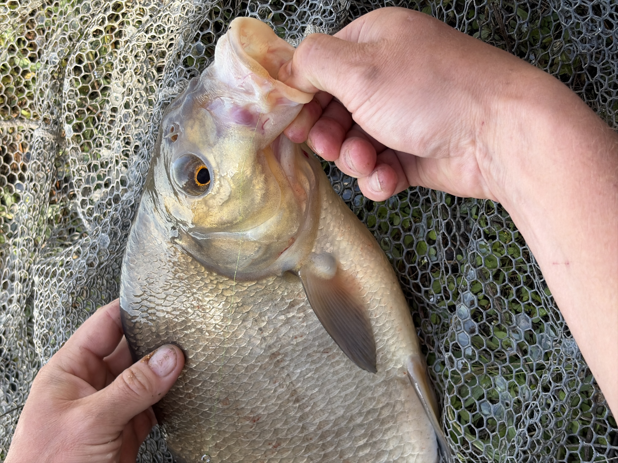 A close-up, overhead shot captures a fish being held in two hands, resting in a net, possibly in or near Zabegaevo, Russia, although this cannot be confirmed from the image alone. The fish is silver-gray with a pronounced eye. One hand is holding the body of the fish while the other is opening its mouth. The net beneath the fish is gray and has a hexagonal pattern. Greenery is visible through the net.