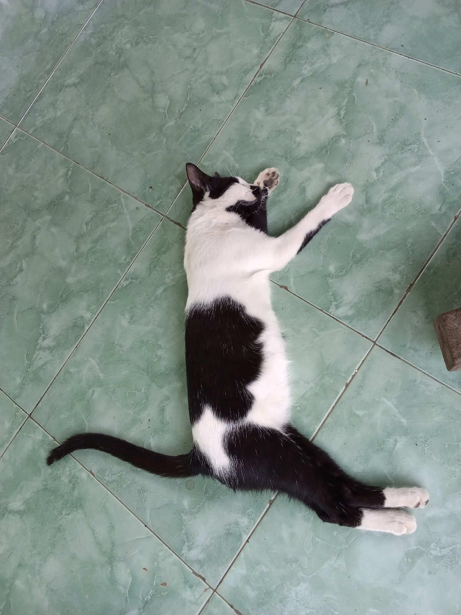 A black and white cat is lying on its back on a green tiled floor. The cat is positioned diagonally in the frame, with its head facing the top left corner and its tail extending towards the bottom left. Its front paws are raised and bent, with one paw touching its face. The cat's belly is exposed and appears rounded. The floor is tiled with large, square, light green tiles, with visible grout lines. To the right of the cat, a portion of a rough, rectangular object, possibly a brick or stone, is visible at the edge of the frame. The overall scene is indoors, likely a room or an outdoor covered area due to the tiled floor. The lighting suggests it is daytime. The location is Pringsewu Barat, Indonesia.