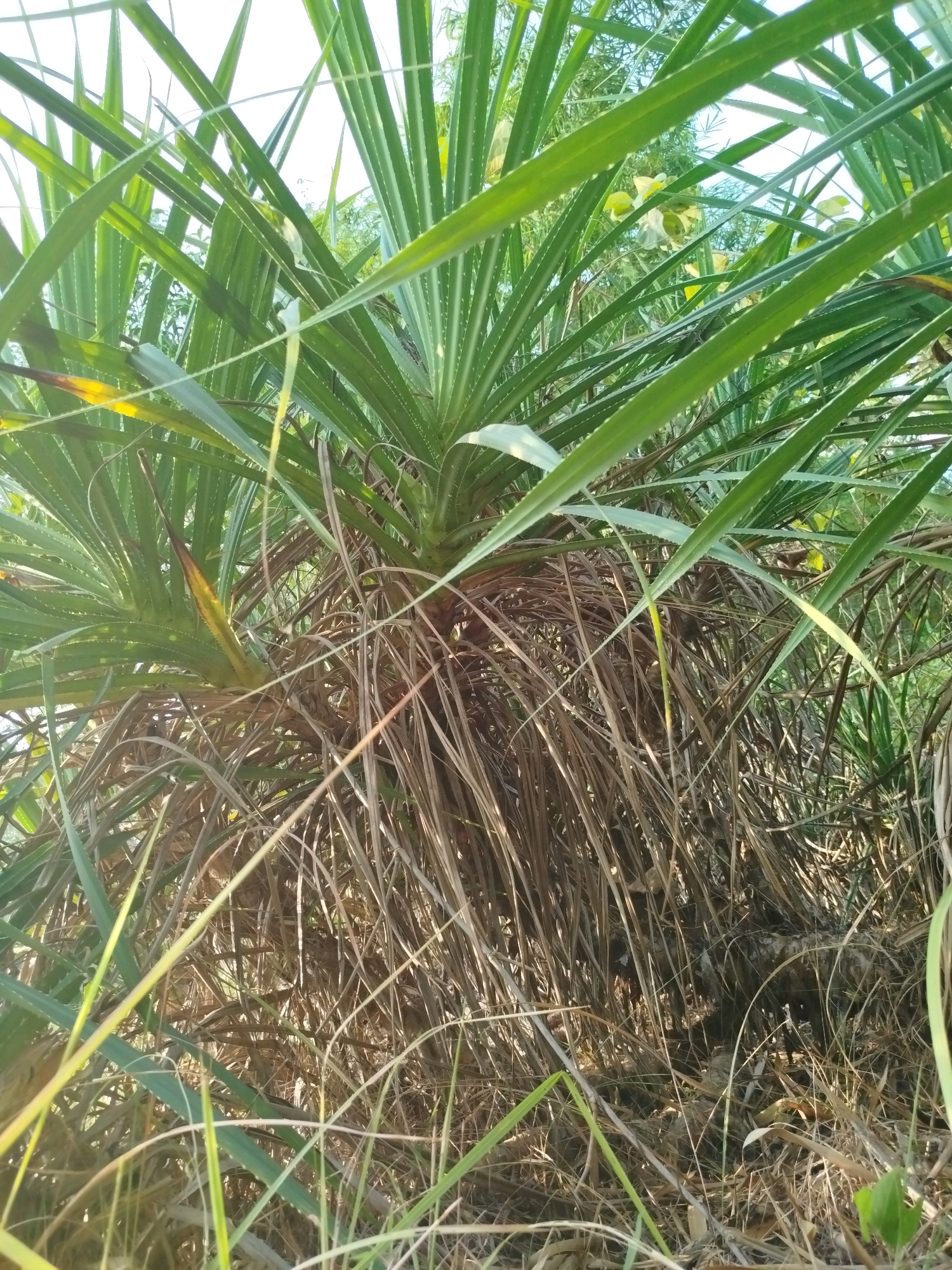 In the city of Widoro, Indonesia, a pandanus plant with long, green, spiky leaves is visible. The lower part of the plant is filled with dried, brown leaves and stems. The foreground is dominated by tall grass, with some of the pandanus leaves reaching down towards it. The background shows more foliage and a bright sky. The lighting suggests it is daytime.