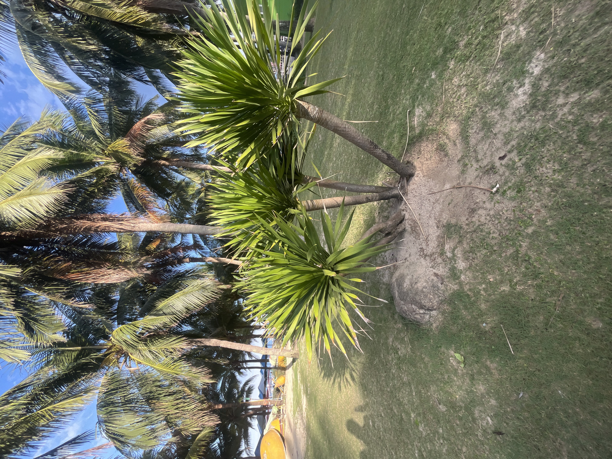 The image captures a tropical outdoor scene under a bright, partly cloudy sky, likely in Đà Nẵng, Vietnam, given the context. In the foreground, a cluster of young, leafy green plants with spiky fronds grows from a sandy mound surrounded by short green grass. Behind these plants, a line of mature palm trees stretches across the middle ground. Their tall, slender trunks are visible, and their fronds create a dense canopy against the sky. In the background, hints of a beach or coastal area can be seen, with what appear to be yellow surfboards or watercraft stacked on sand, and beach umbrellas. The overall impression is one of a resort or beachfront location, bathed in the warm light of the sun. A faint shadow of a person taking the photograph is visible on the grass to the left.