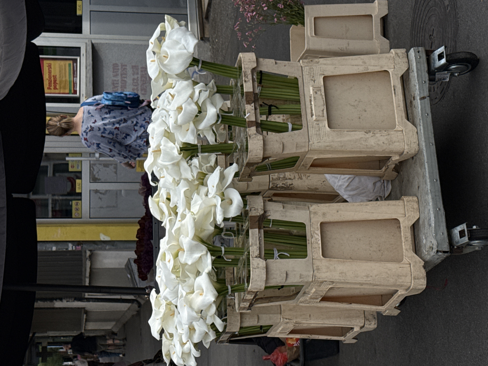 The image captures a street scene in Vracar Urban Municipality, Serbia. A set of white Calla lilies are stacked in three beige plastic containers on a wheeled dolly on the right side of the image. To the left, a woman with a blue purse wearing a patterned dress is standing near a store. Other individuals and buildings are visible blurred in the background.