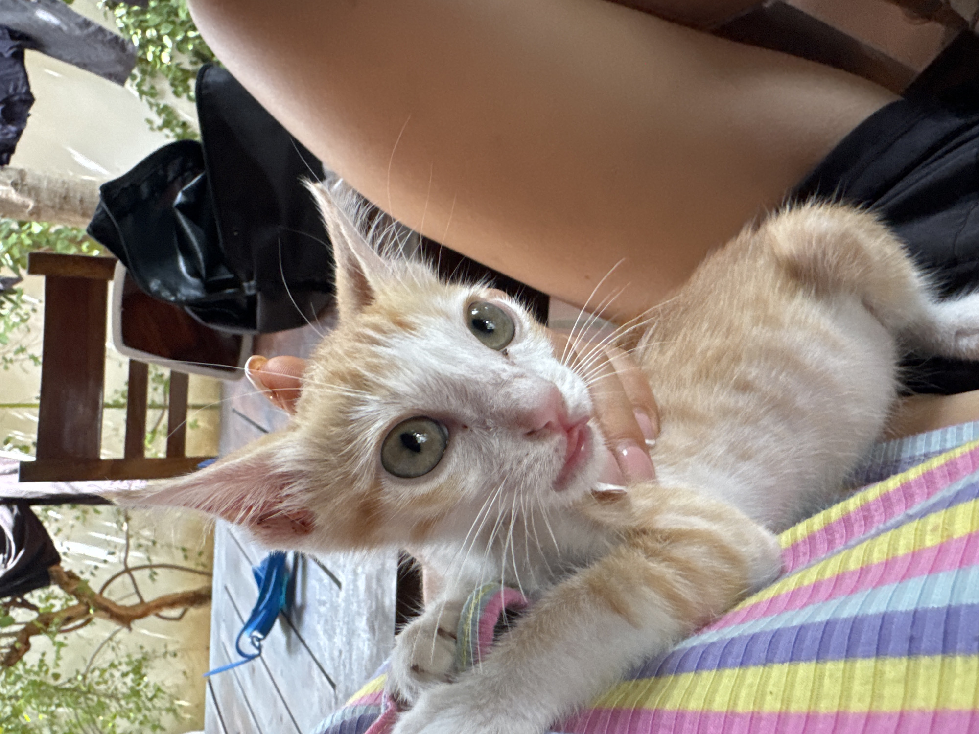 A close-up, medium shot captures an orange and white kitten being held by a person's arms and legs. The kitten is positioned centrally in the frame, facing forward with its mouth slightly open, revealing its tongue. Its large green eyes are looking directly at the camera, and its ears are pointed upwards. The kitten is wearing a pink and yellow striped collar. The person holding the kitten is wearing a black top and black shorts. The background includes a wooden table with a blue toy on it, and some trees and vegetation, suggesting an outdoor setting. The overall scene appears to be in Mũi Né, Vietnam.