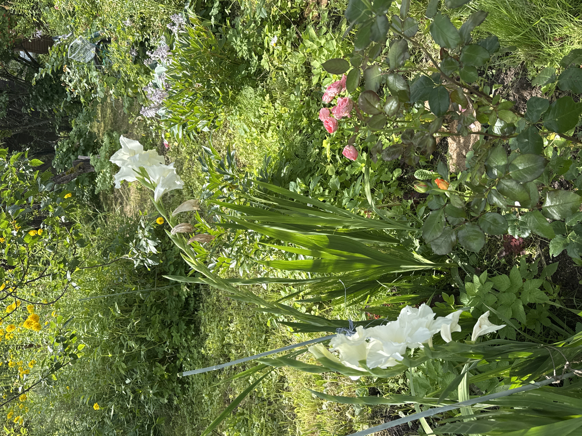 This is a medium-angle, eye-level shot of a garden in Красная Пресня Снт, Russia. The garden is lush and overgrown with various plants and flowers. In the foreground, white gladiolus flowers are in bloom, supported by stakes and twine. To the right, a rose bush with pink flowers is visible, along with a single orange rose bud. The background is filled with dense green foliage, including tall grasses and smaller plants. Yellow flowers are scattered throughout the upper portion of the scene. The overall impression is of a wild, abundant garden bathed in sunlight. There are no people or animals present in the image.