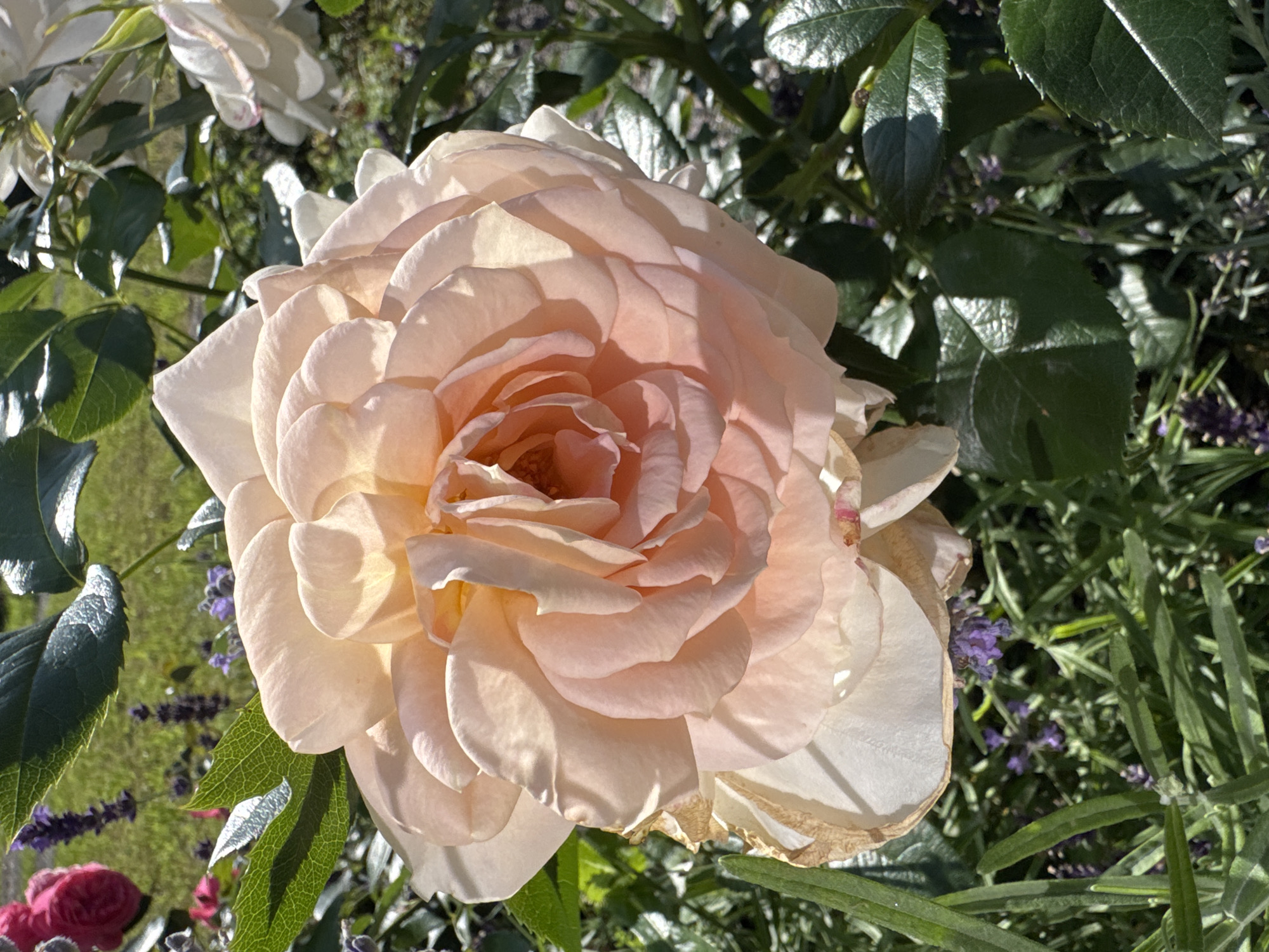 A close-up, eye-level, vertical outdoor shot captures a large, light peach rose bloom dominating the foreground. The rose's petals are densely layered and appear soft, with some edges slightly dried and browned. The bloom is lit by sunlight, creating highlights and shadows across its surface, revealing its intricate structure. In the background, out of focus, are green rose leaves, sprigs of lavender with small purple flowers, and hints of other flowers, including a blurred pink rose on the left and a white rose on the right. The overall environment suggests a garden setting. The image does not contain any people. The location is identified as Steklyannyi, Russia.