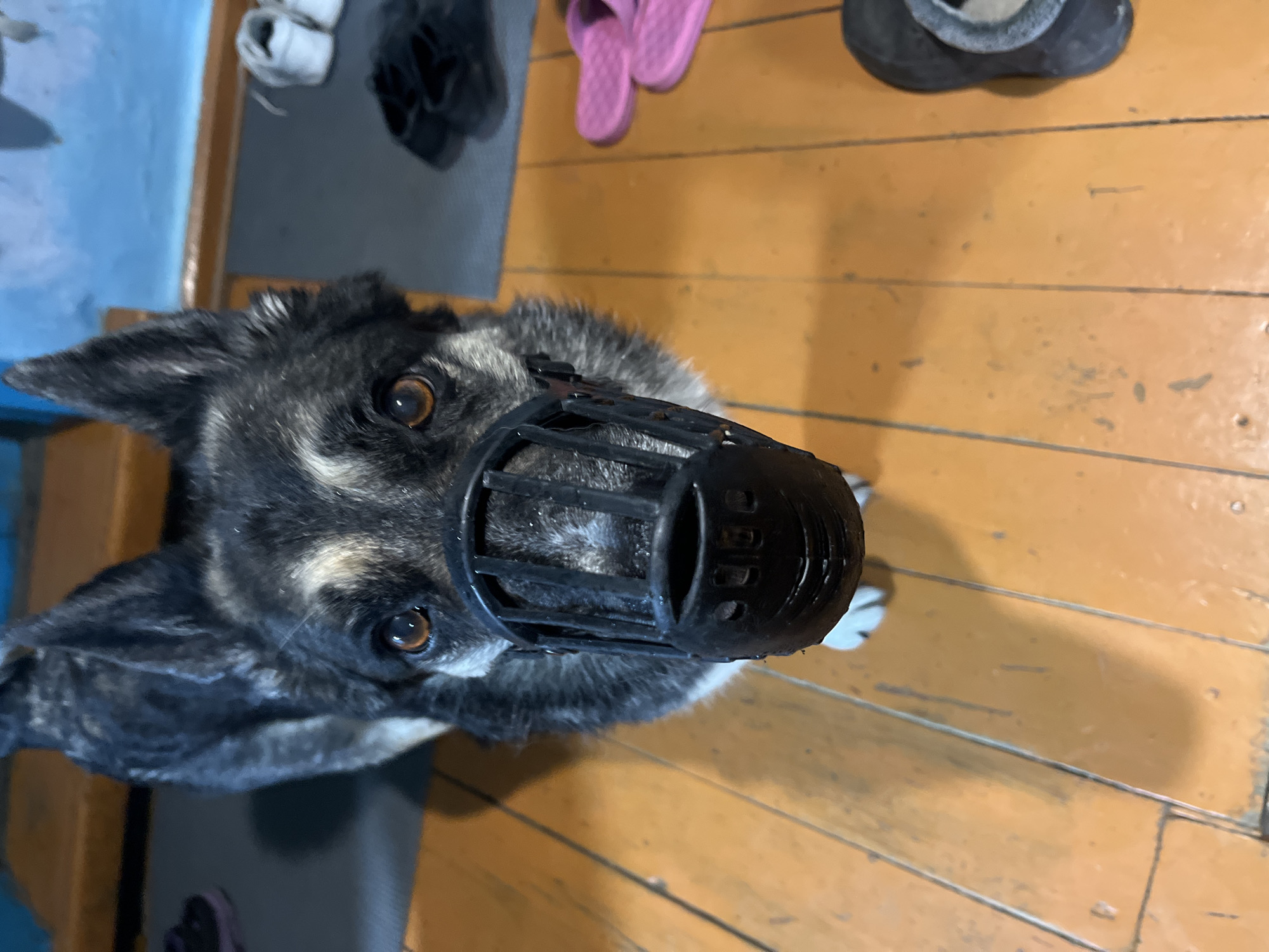 A medium shot depicts a dog with a black plastic basket muzzle. The dog has gray and black fur with light brown eyes. The dog is positioned in front of a wooden floor. In the background, there are pairs of shoes and flip-flops on a gray floor mat. The location is likely indoors. There is no evidence to suggest the location is in Nizhny Tagil, Russia.