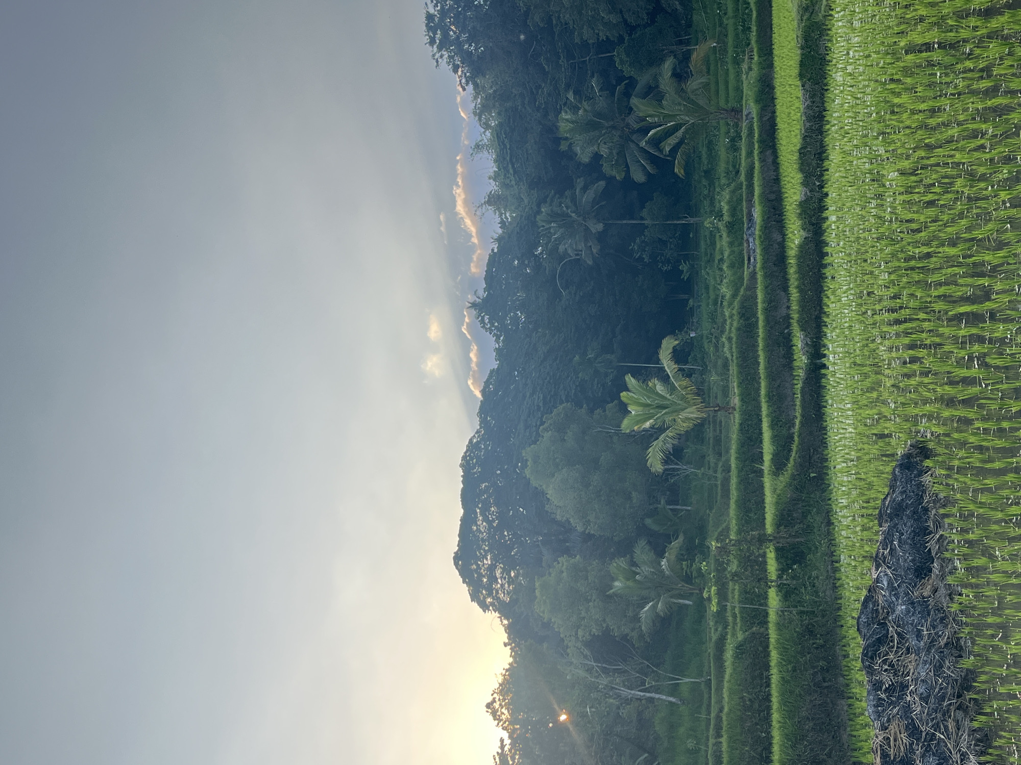 A vertical, medium shot captures a lush, terraced rice paddy field in Tetebatu, Indonesia, bathed in the soft, golden light of sunrise. The sky above transitions from a pale blue at the top to a warmer yellow-orange hue near the horizon, where the sun's rays pierce through the clouds and illuminate the dense green foliage of a distant tree-covered hill. The foreground is dominated by a vibrant green rice field, with rows of young rice shoots emerging from the water. To the left of the foreground, a dark pile of burnt organic material, possibly straw or agricultural debris, sits in the paddy. The middle ground features several tiers of terraced rice fields, separated by grassy borders. Palm trees are scattered throughout the scene, their fronds adding a tropical element. The background is a dense, dark green forest that stretches across the hill, providing a dramatic contrast to the brighter, more verdant foreground. The overall impression is one of natural beauty and agricultural tranquility at the start of a new day.