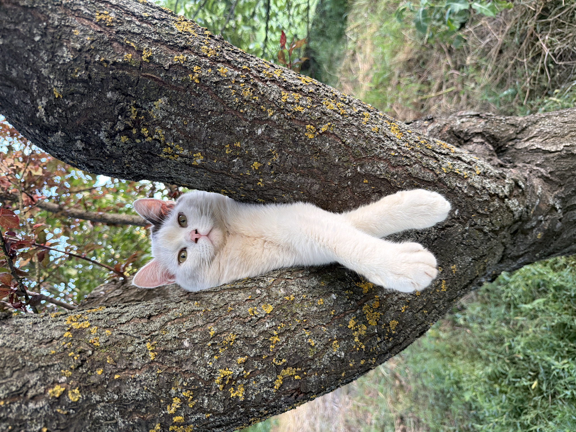 A white cat with green eyes and a black patch on its head is lying on a thick, moss-covered tree branch. The cat is resting on its back with its paws crossed, appearing relaxed. The branch is rough and textured, with patches of yellow lichen. In the background, blurred green foliage suggests an outdoor, natural setting, likely a garden or forest. The lighting indicates it is daytime, with soft, natural light filtering through the leaves. The cat's expression is calm and content. No text is visible in the image.