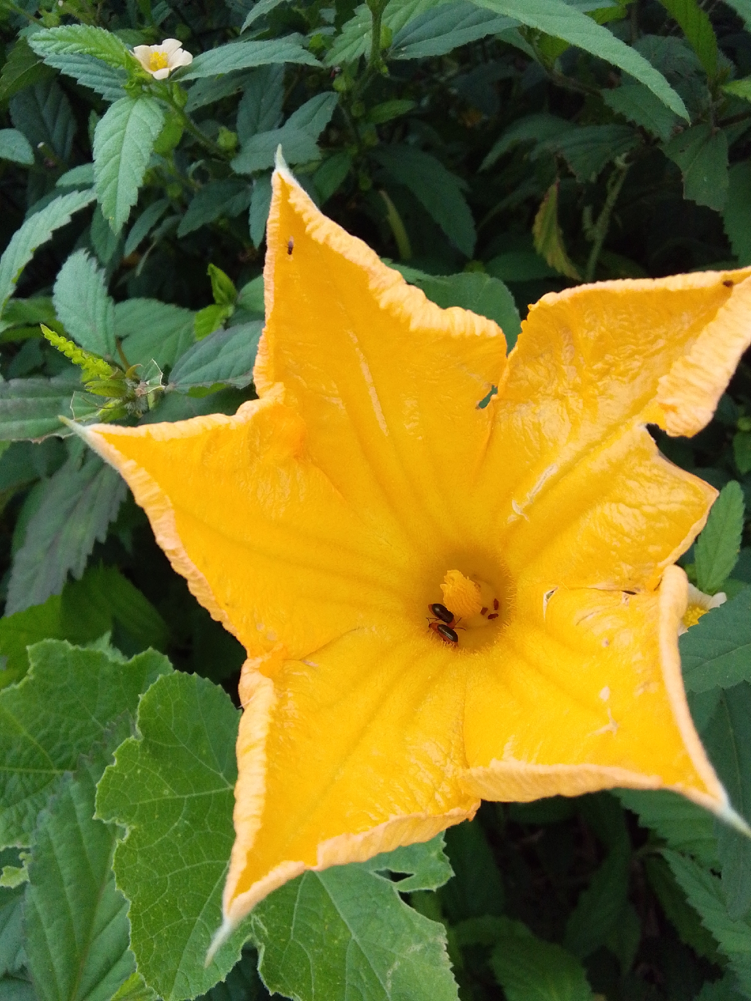 This is a close-up, high-angle, natural light photograph of a vibrant yellow squash blossom. The blossom is large and open, with ruffled edges. Inside the blossom, two small, dark insects are visible, seemingly engaged with the flower's stamen. The flower is surrounded by lush green leaves, some of which are also in focus, showing their veined texture. In the background, out-of-focus green foliage and a small white flower with a yellow center can be observed. The overall impression is one of natural beauty and the activity of pollinators. The location is Serti, Nigeria.