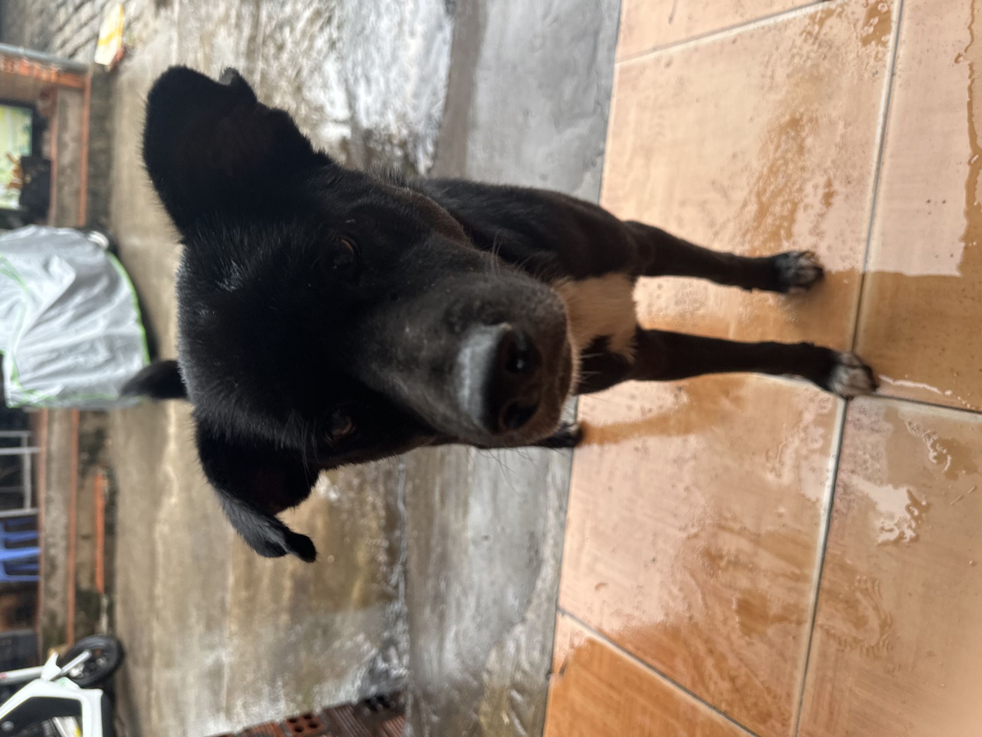 The image shows a black dog with some white markings on its chest and paws. The dog is standing on a tiled surface, which appears to be wet. The background includes a wall, some foliage, and a covered object that may be a vehicle. The location is identified as Phu Thuy Ward, Vietnam.