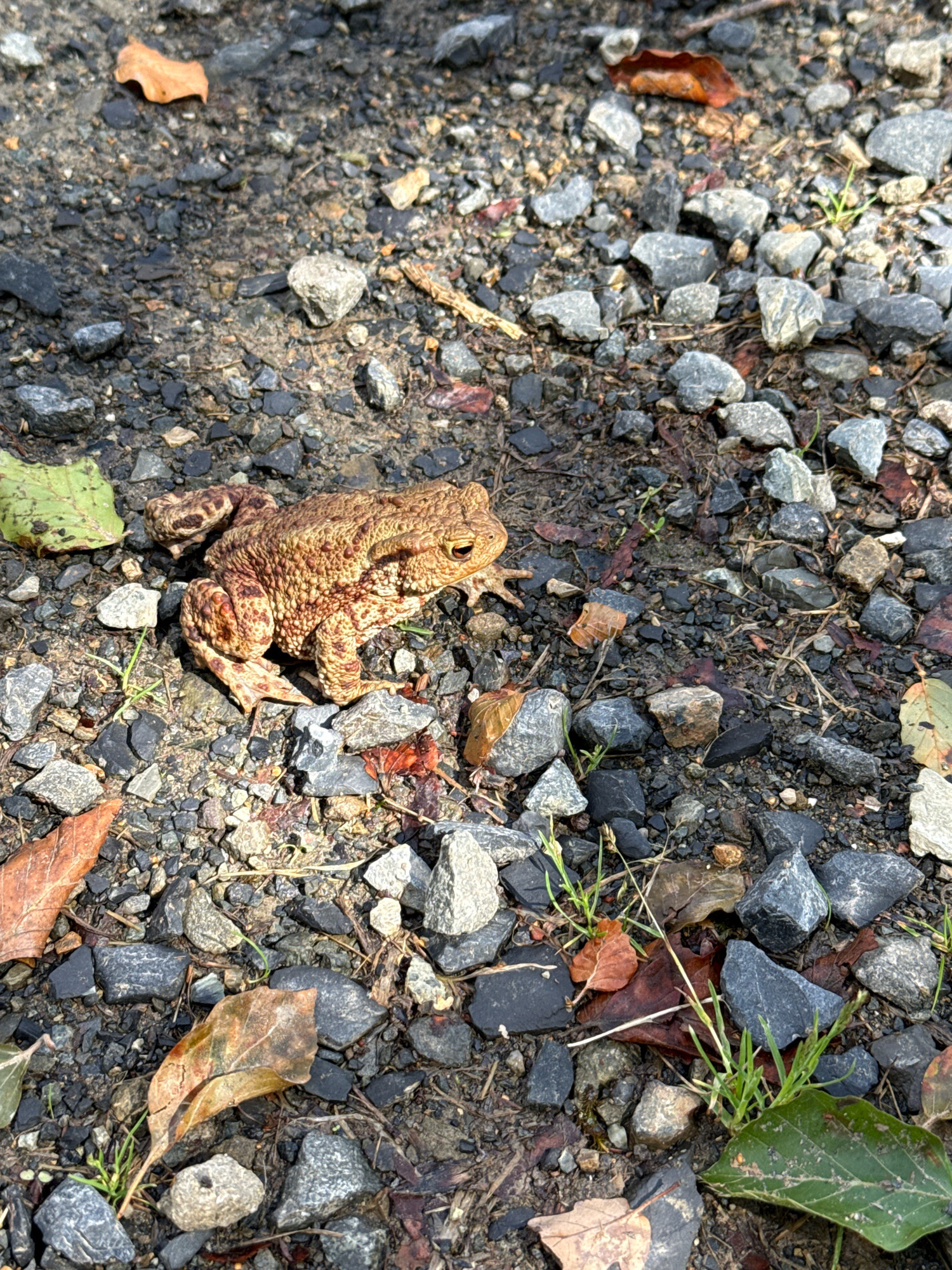 A frog is perched on a gravel path in a wooded area. The frog is a light brown color with darker brown spots and appears to be a common toad. It is facing to the right and is slightly crouched down. The path is made of small grey and black stones, with some dried leaves and small patches of green grass scattered around. The background is out of focus but appears to be trees and foliage. This scene is consistent with a natural setting within the city of Bad Sachsa, Germany, potentially in a park or forest area.