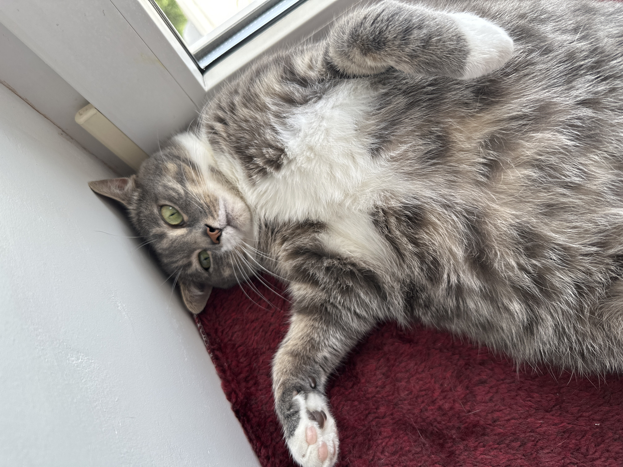 An indoor, eye-level shot shows a fluffy gray and white tabby cat lying on its back, partially on a textured dark red blanket or rug and a white window sill. The cat's body is oriented diagonally across the frame, with its head in the lower left corner and its tail area towards the upper right. Its head is tilted, and it looks directly at the viewer with wide, bright green eyes and a pink nose. Its fur is a mix of light and dark gray stripes, with a significant patch of white fur covering its chest and belly.
One of the cat's front paws is curled upwards over its chest, while the other is extended downwards onto the red surface, revealing white fur and pink paw pads with some darker markings. The background features a white window frame and sill on the left and top, with a glimpse of greenery outside through the windowpane in the top left corner, indicating daylight. A small, light-colored plastic or rubber strip is visible on the window frame. The red surface appears soft and shaggy, contrasting with the smooth white wall to the left of the cat. The cat appears relaxed and comfortable. No visible text is present.