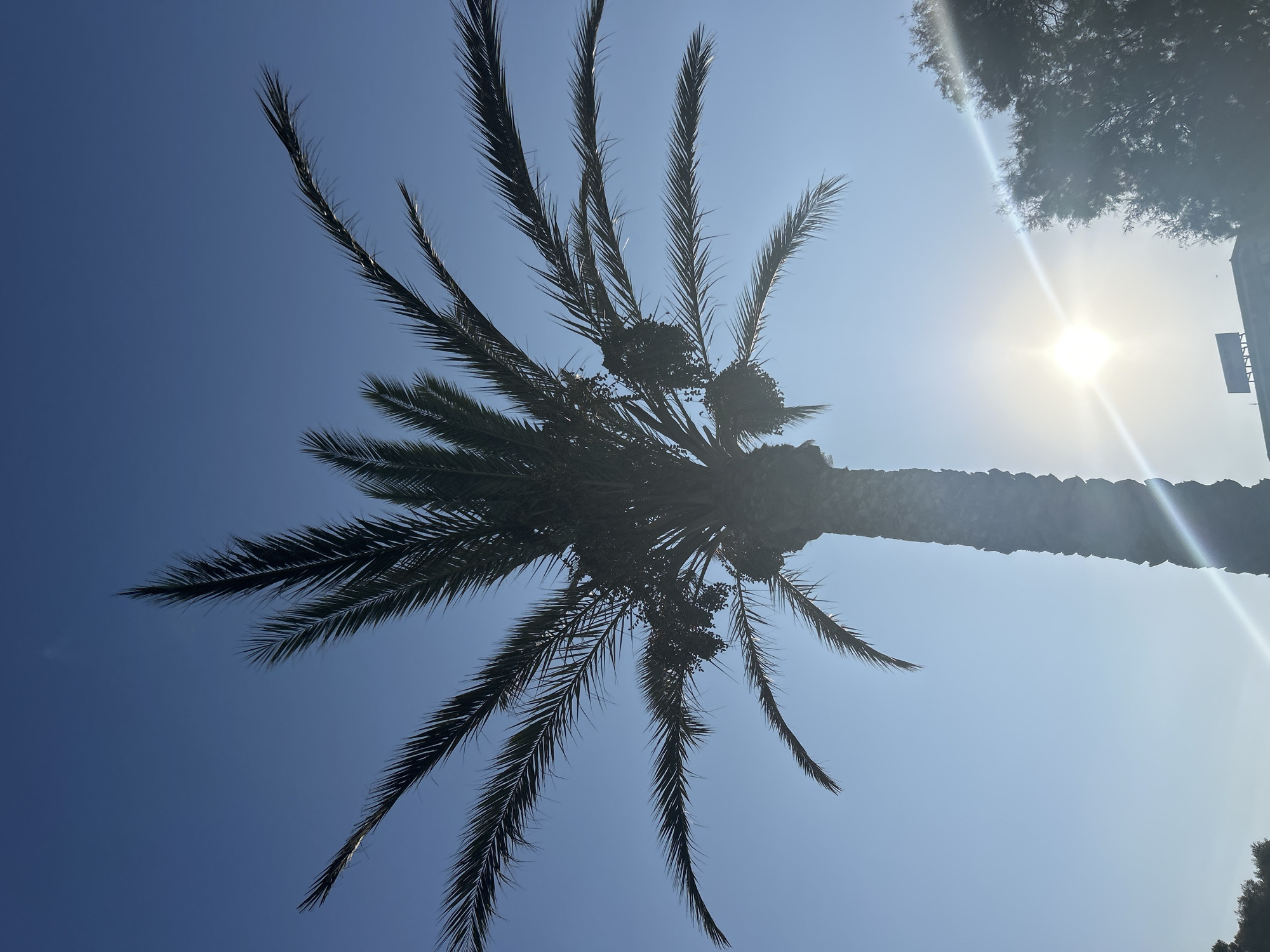A silhouette of a palm tree is visible against a clear blue sky in Capdepera, Spain. The sun is shining brightly, creating a lens flare across the image. Some clusters of dates are visible on the palm tree. The lower portion of the image shows the tops of other trees and a building with a sign.