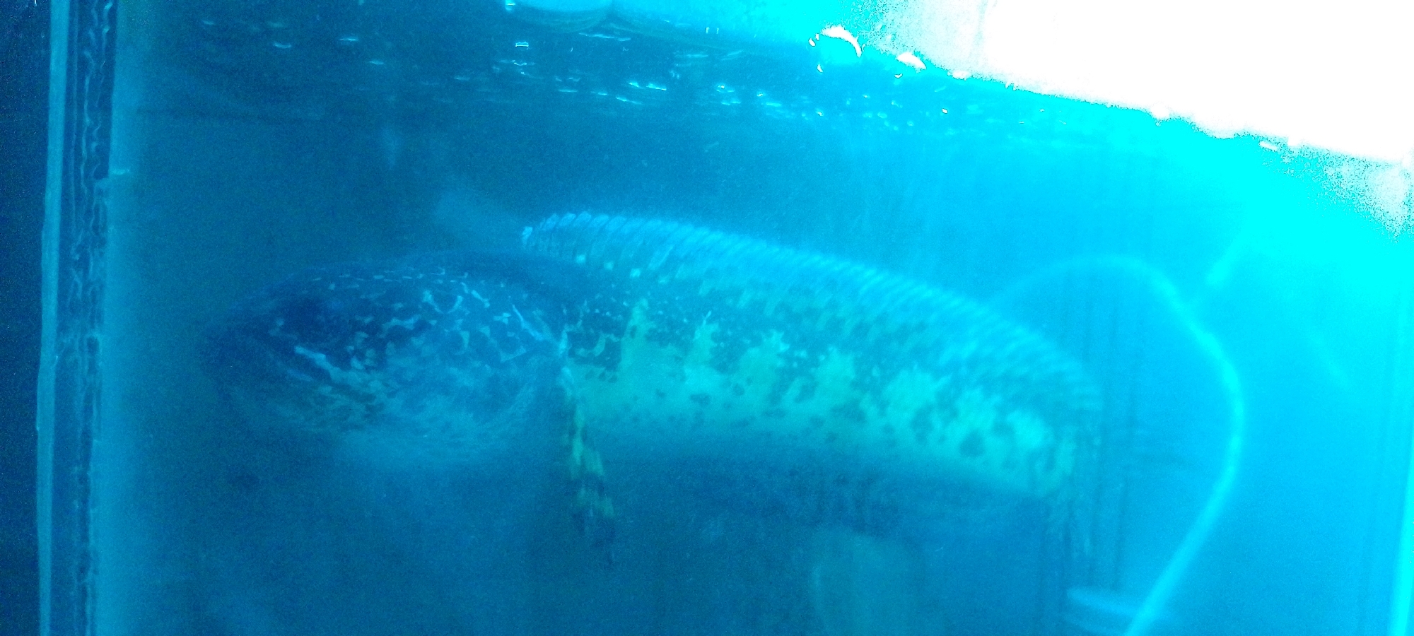 A large fish with a dark, patterned body is swimming in a bright blue, possibly artificial, environment. The fish is oriented horizontally, with its head to the left and its body extending towards the right. The water appears murky, with some light reflections or bubbles visible at the surface. There is a distinct, light-colored object or structure visible to the right of the fish, which could be part of its enclosure or habitat. The image is somewhat blurry and overexposed in some areas, particularly at the top. The specific location in Oro-oro Ombo, Indonesia, is not determinable from the visual information provided in the image.