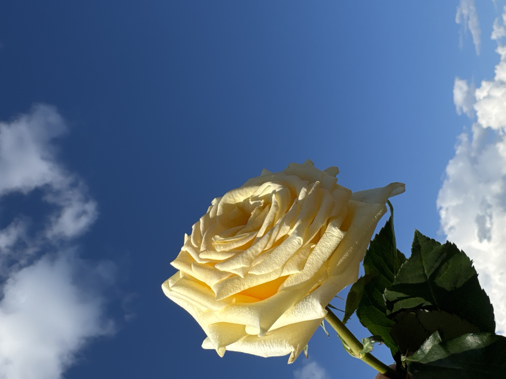 A single yellow rose is held up against a bright blue sky with scattered white clouds. The rose is in the foreground, with its petals unfurled and catching the sunlight. Green leaves are visible at the bottom of the stem. The background consists of a clear blue sky and fluffy white clouds. The location is Sosnovo, Russia.