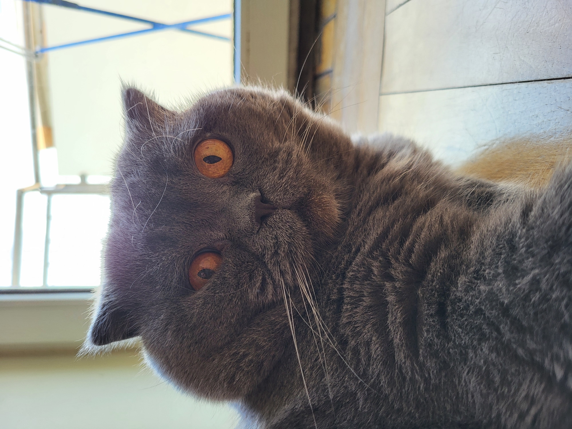 A close-up, low-angle portrait depicts a blue-grey feline, consistent with a Scottish Fold or British Shorthair breed, indoors in the city of Unknown, Unknown. The cat occupies the majority of the frame, positioned centrally to the left, its head slightly turned to the right. Both prominent, wide-open eyes feature a vibrant orange-amber iris with vertically constricted black pupils, fixated forward. The fur is dense and short to medium in length, with fine, lighter-colored hairs visible on the tips of its small, slightly folded-back ears. Numerous long, white vibrissae (whiskers) extend from its muzzle. A small, dark grey nose is visible below the eyes. The background consists of a light-colored wooden floor in the foreground and a brightly lit, out-of-focus window in the upper right. Beyond the window, an overexposed, bright white outdoor scene includes a faintly discernible blue, angular structural element. A cream-colored wall is visible in the upper-left background. Strong backlighting from the window illuminates the cat's fur, particularly creating a rim light effect around its head and ears.