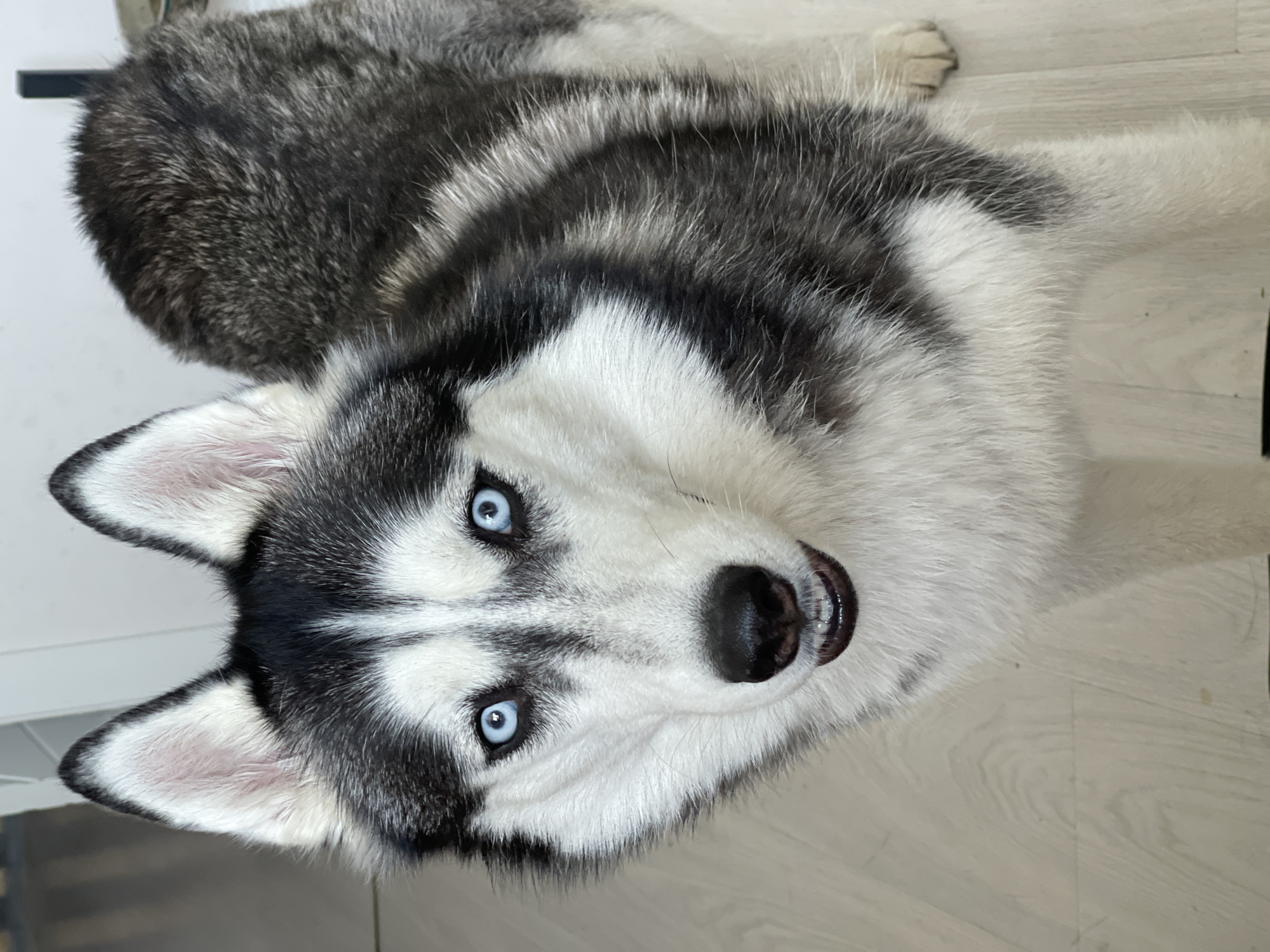 A Siberian Husky dog with striking blue eyes and black and white fur is looking directly at the camera. The dog is standing on a light-colored wooden floor indoors. The background is blurred, with hints of a white wall and what appears to be a doorway. There are no people or other objects clearly visible in the scene. The image is a close-up, focusing on the dog's face and upper body. The location in Samara, Russia, is not discernible from the image itself.