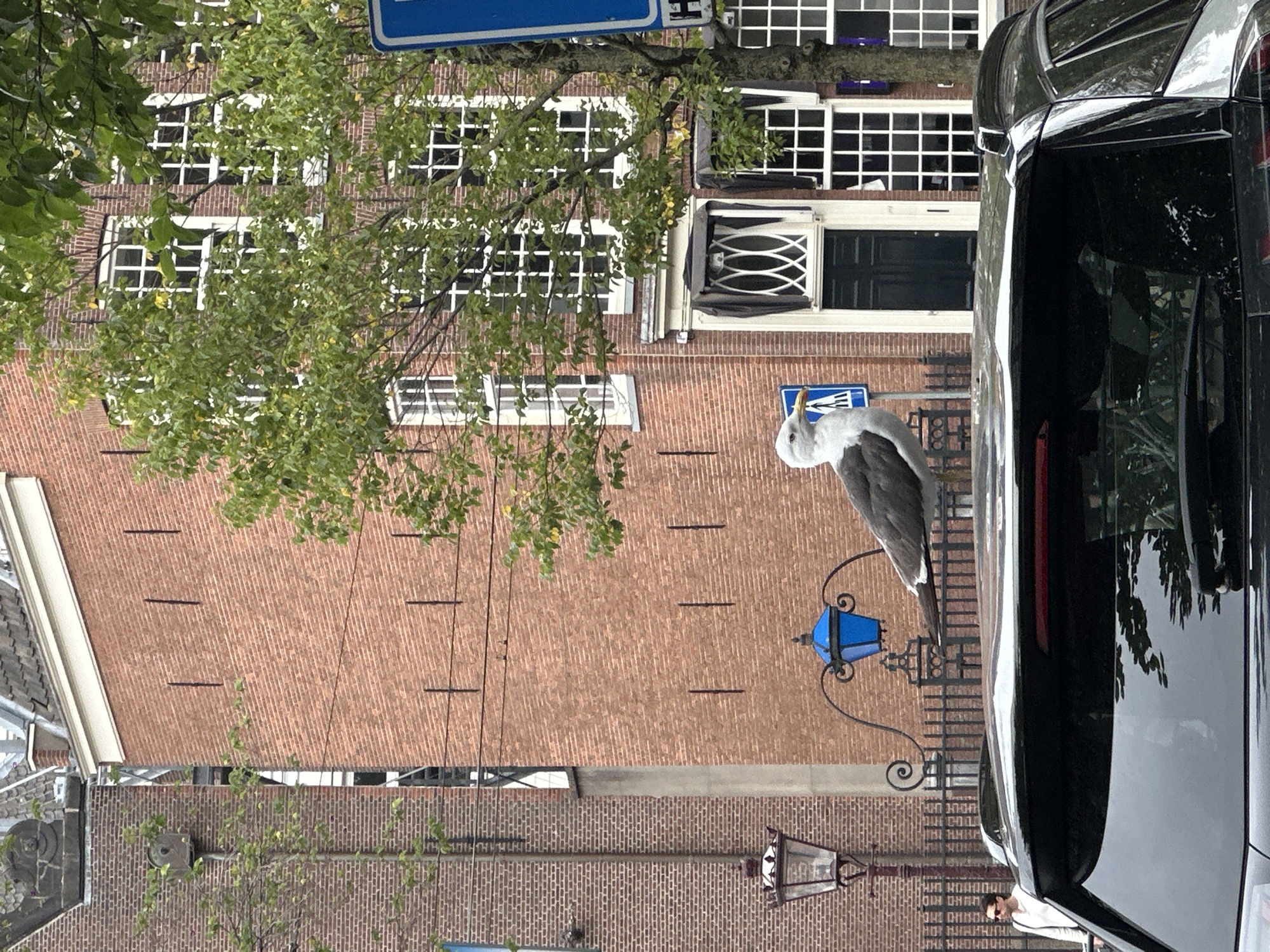 A seagull is perched on the roof of a black SUV parked on a street in Amsterdam, Netherlands. The seagull has white and grey plumage and is facing to the right. The SUV's rear window is visible, reflecting the surroundings. In the background, a brick building with multiple windows stands behind a decorative black fence with a blue lantern. A person in a white shirt is walking on the left side of the image, and a street lamp is also visible. Trees with green foliage are present, adding to the urban street scene.