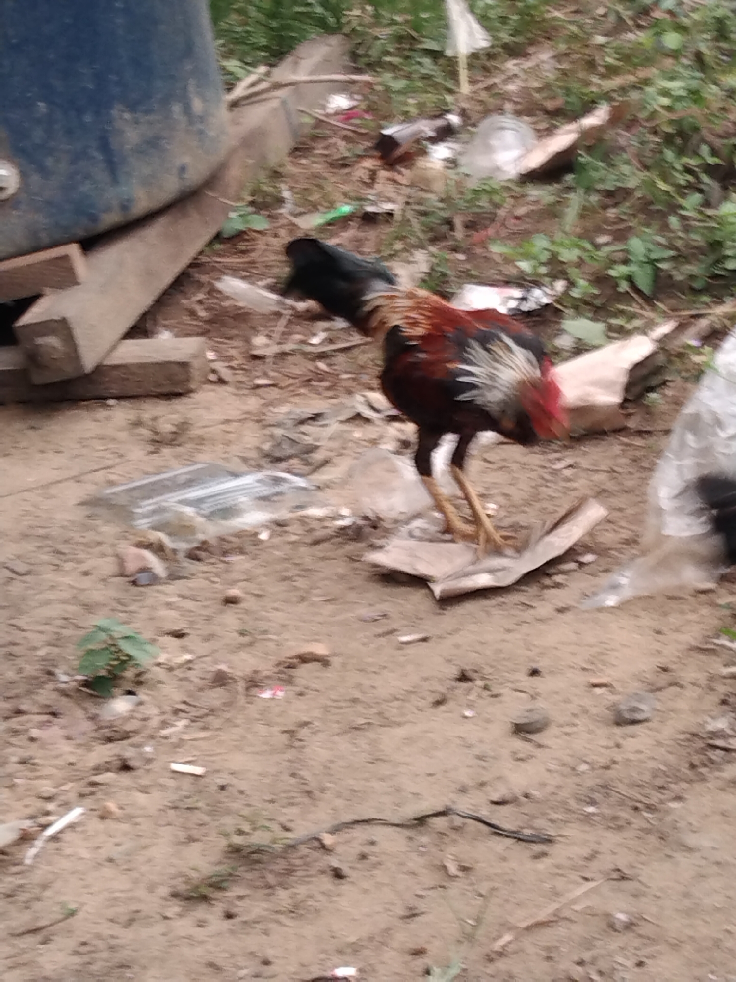 A rooster is standing on the ground in what appears to be an outdoor, somewhat unkempt area. The rooster is facing left, with its body angled towards the viewer. It has dark feathers on its head and neck, transitioning to reddish-brown and black feathers on its back and wings. Its tail feathers are a mix of white, red, and black. The rooster has yellow legs and feet.
The ground is composed of dirt and debris, including scattered leaves, small rocks, and some pieces of plastic trash. In the background, there is a large, dark blue cylindrical object, possibly a water tank, supported by wooden beams. There are also some green plants and dry grass growing in the background. The overall impression is of a rural or semi-rural setting, perhaps on the outskirts of Gemuhan Asa, Indonesia, given the context provided. The lighting suggests it is daytime.