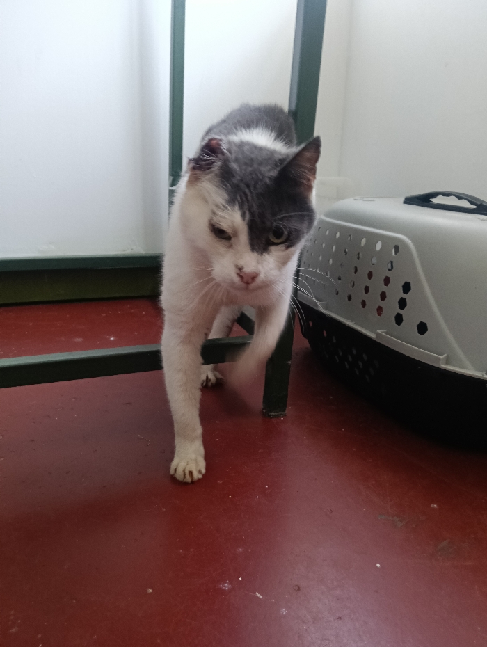 The scene is an indoor environment located in Nairobi, Kenya. A bicolor domestic cat, primarily white with dark grey and black patches, is captured mid-stride, moving towards the viewer. A prominent dark grey patch covers the right side of the cat's face and top of its head, contrasting with a white blaze on its forehead. Its left eye (viewer's right) appears partially closed or affected, while its right eye is open and amber/green. The cat's left ear (viewer's right) exhibits visible damage, appearing torn or notched. The nose is pinkish with multiple dark spots or scabs. The cat's front right paw is lifted, indicating motion. To the right of the cat, a grey and black plastic pet carrier with a dark handle and ventilation holes is visible. Dark green, metallic structural elements, possibly part of a cage or shelving unit, are present in the foreground and background, framing the animal. The floor is a dull reddish-brown color with scattered small white specks of debris, and the background consists of a plain white wall.
