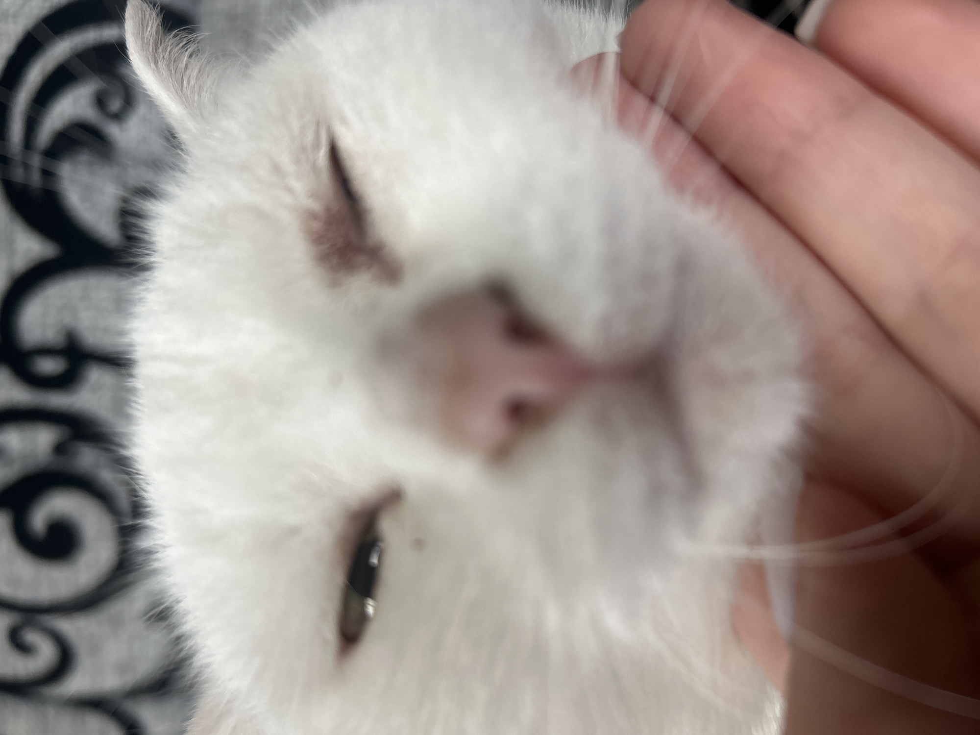 A close-up, blurred image shows a white cat being petted by a person. The cat has its eyes mostly closed and a pink nose. A portion of the person's hand is visible. The background is a patterned black and white surface. The location in the city of Chaikovsky, Russia is not discernible from the image.