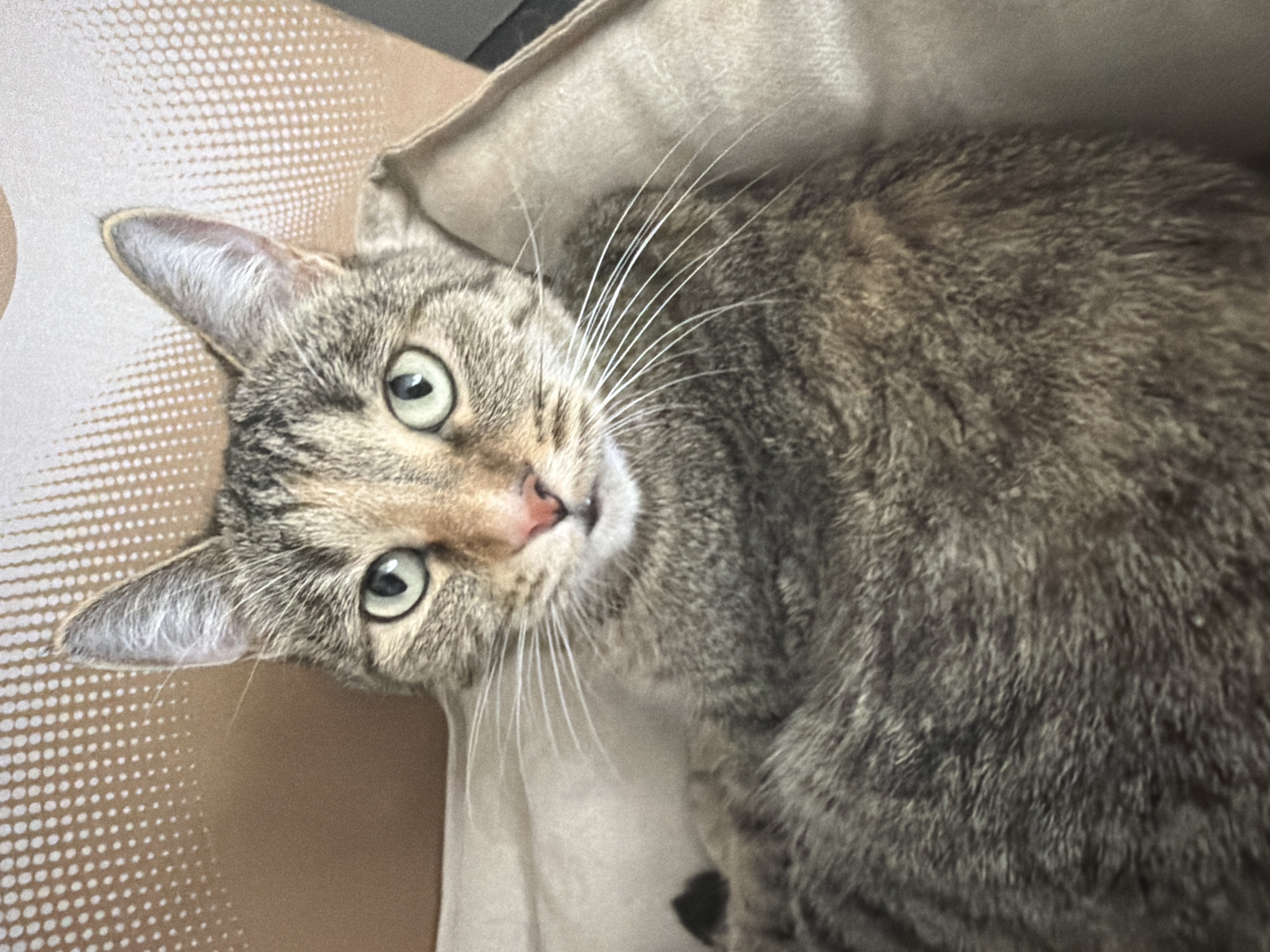 This is a close-up, overhead shot of a tabby cat lying down. The cat's fur is a mix of brown, grey, and black stripes. Its eyes are wide open and a light green color, with black pupils. The cat's nose is pink, and its whiskers are long and white. The cat is lying on a light-colored, textured surface, possibly a blanket or a cushion, which is partially covered by a darker material. The background is blurred, but it appears to be an indoor setting. The lighting suggests it is daytime. There is no visible text.