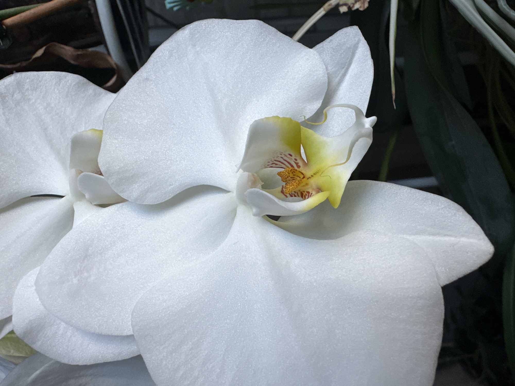A close-up, high-angle, vertical shot focuses on the center of two white orchids. The foreground orchid's prominent lip, marked with red and yellow, draws the eye. To the left, a large white petal curves outward, its texture appearing slightly velvety. In the background, another white orchid is partially visible, its petals overlapping. Dark green leaves and a brown, textured surface are discernible in the blurred background, suggesting an indoor setting with natural elements or a plant display. The lighting is soft, highlighting the delicate details of the flowers. There are no people or obvious signs of a specific city location.