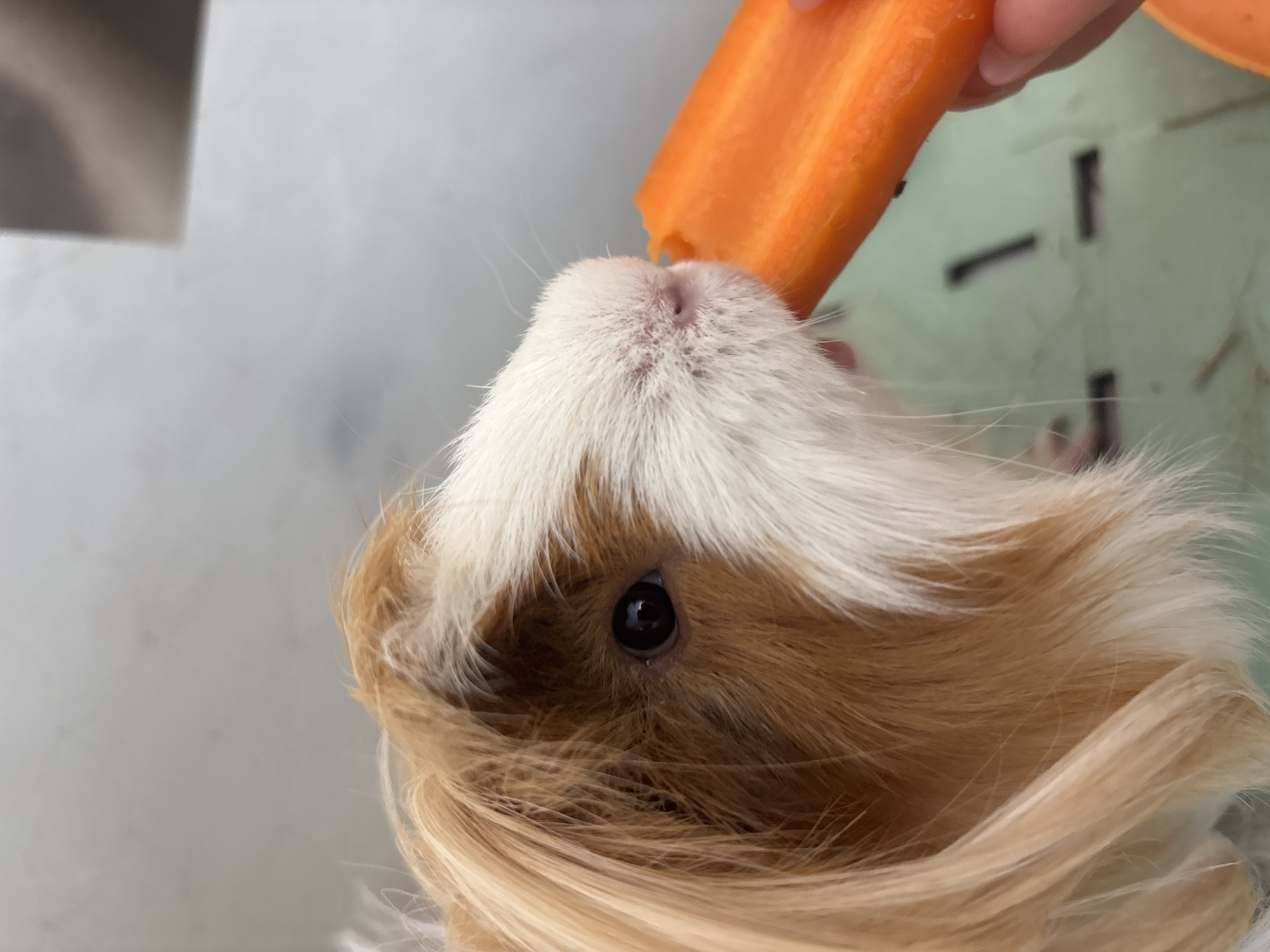 A close-up shot depicts a guinea pig eating a carrot held by a human hand. The guinea pig has white and tan fur, and is facing upwards to reach the carrot. The background shows a pale gray surface. The location is not evident from the provided image.