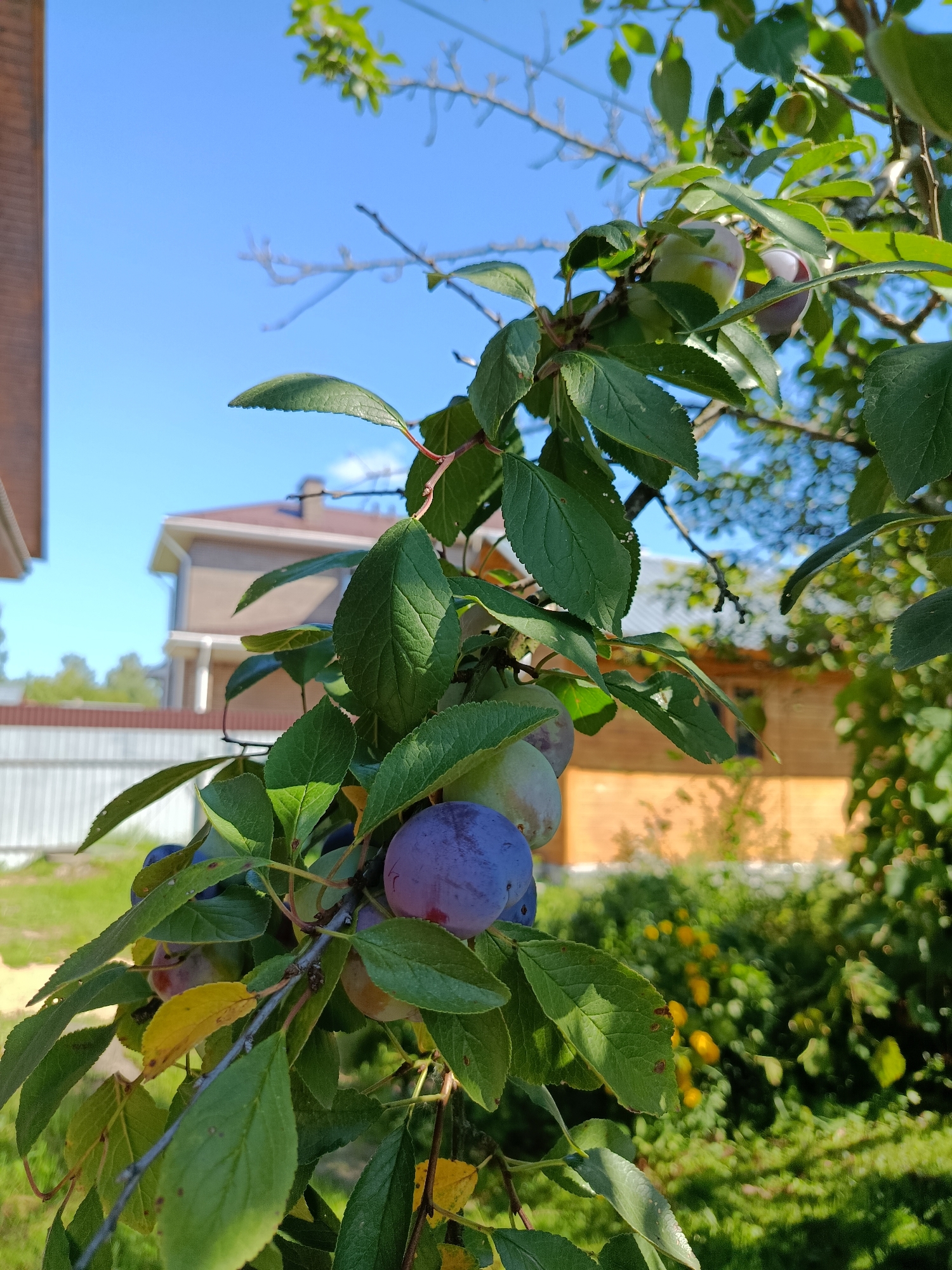 A close-up, low-angle outdoor shot captures a branch of a plum tree laden with ripe plums against a bright blue sky. The plums, varying in color from deep purple to a lighter green, are clustered amongst lush green leaves. Some leaves show signs of yellowing, suggesting the fruit is nearing harvest. In the background, two-story houses with brown roofs are visible, along with a white picket fence and a blurred green lawn dotted with yellow flowers. The overall scene suggests a sunny day in a residential area of Vereya, Russia, likely a backyard or garden. There are no people or animals present in the image.