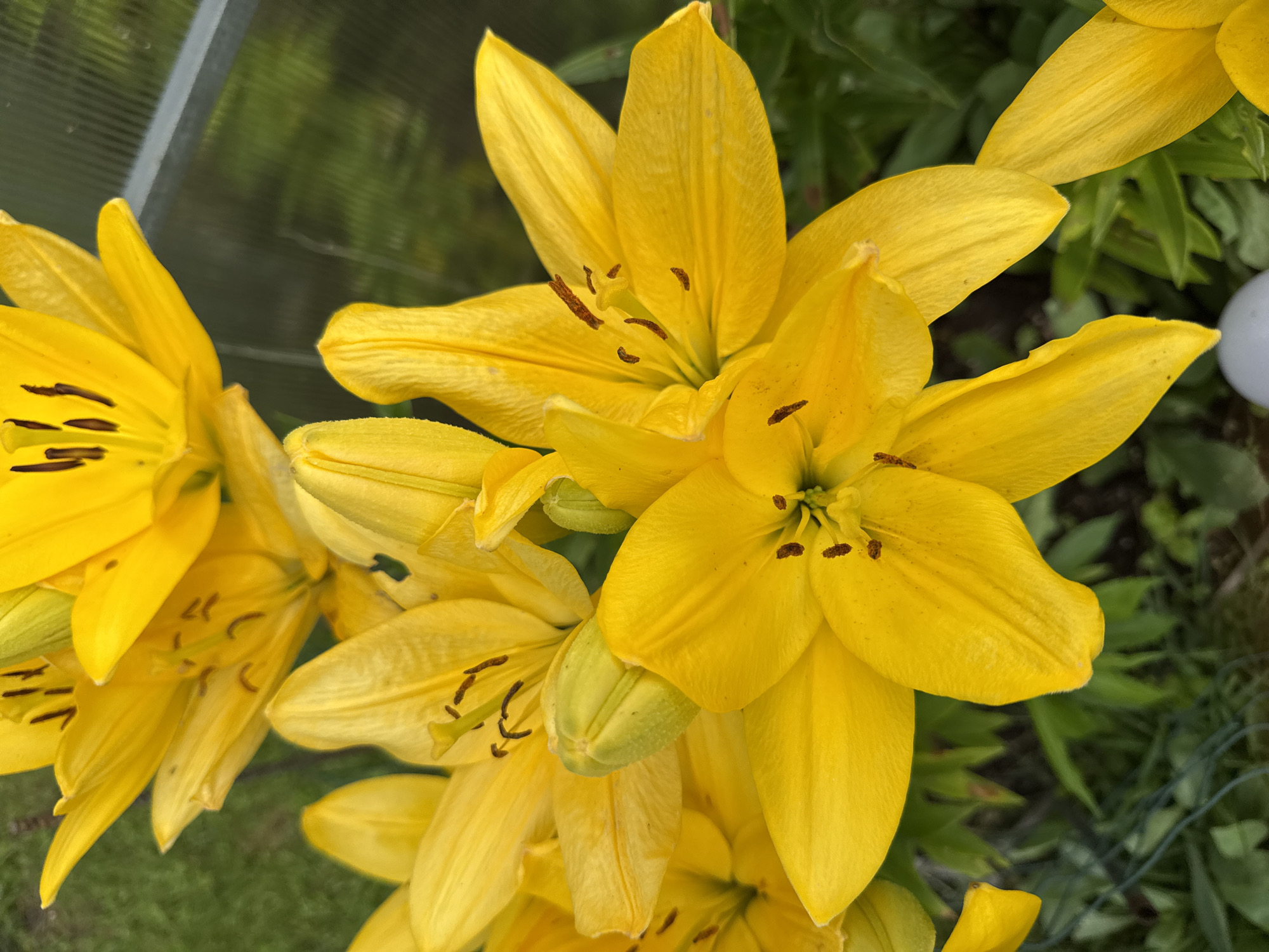 A cluster of vibrant yellow lilies is the focal point of this image, set against a backdrop of lush green foliage. The lilies are in various stages of bloom, with some fully open, showcasing their delicate petals and prominent stamens, while others are still in bud form, their green sepals tightly closed. The sun appears to be shining, casting a bright light on the flowers and enhancing their rich yellow hue. A hint of a greenhouse structure is visible in the upper right corner, with a translucent pane reflecting the surrounding greenery. The lilies are likely in a garden setting, given the presence of grass and other plants. The image was captured in Žemieji Rusokai, Lithuania. No people are visible in the frame.