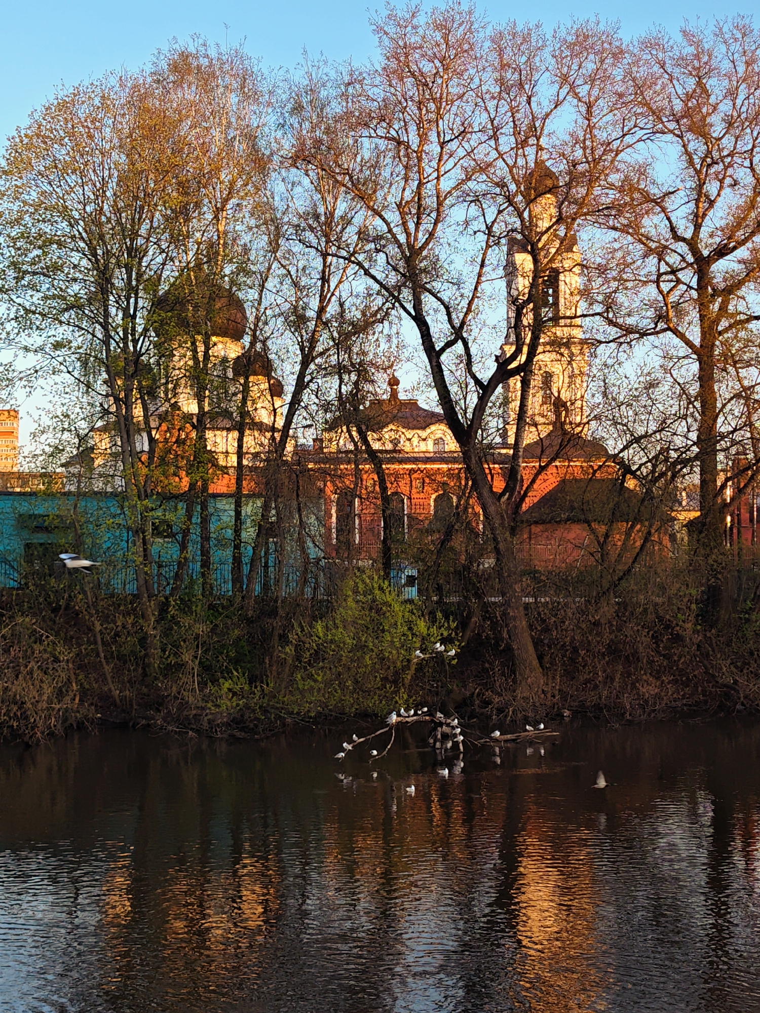 The image captures a serene scene in Noginsk, Russia, featuring the Bogoyavlensky Cathedral (Epiphany Cathedral) partially obscured by trees. The cathedral is visible behind a bank of trees and shrubs, its white walls and dark domes contrasting against the early evening sky. A collection of birds rest on a branch extending over the water, with reflections of the cathedral and the trees visible in the river's surface. The overall lighting suggests either dawn or dusk, casting a warm, golden hue on the cathedral and the surrounding foliage.