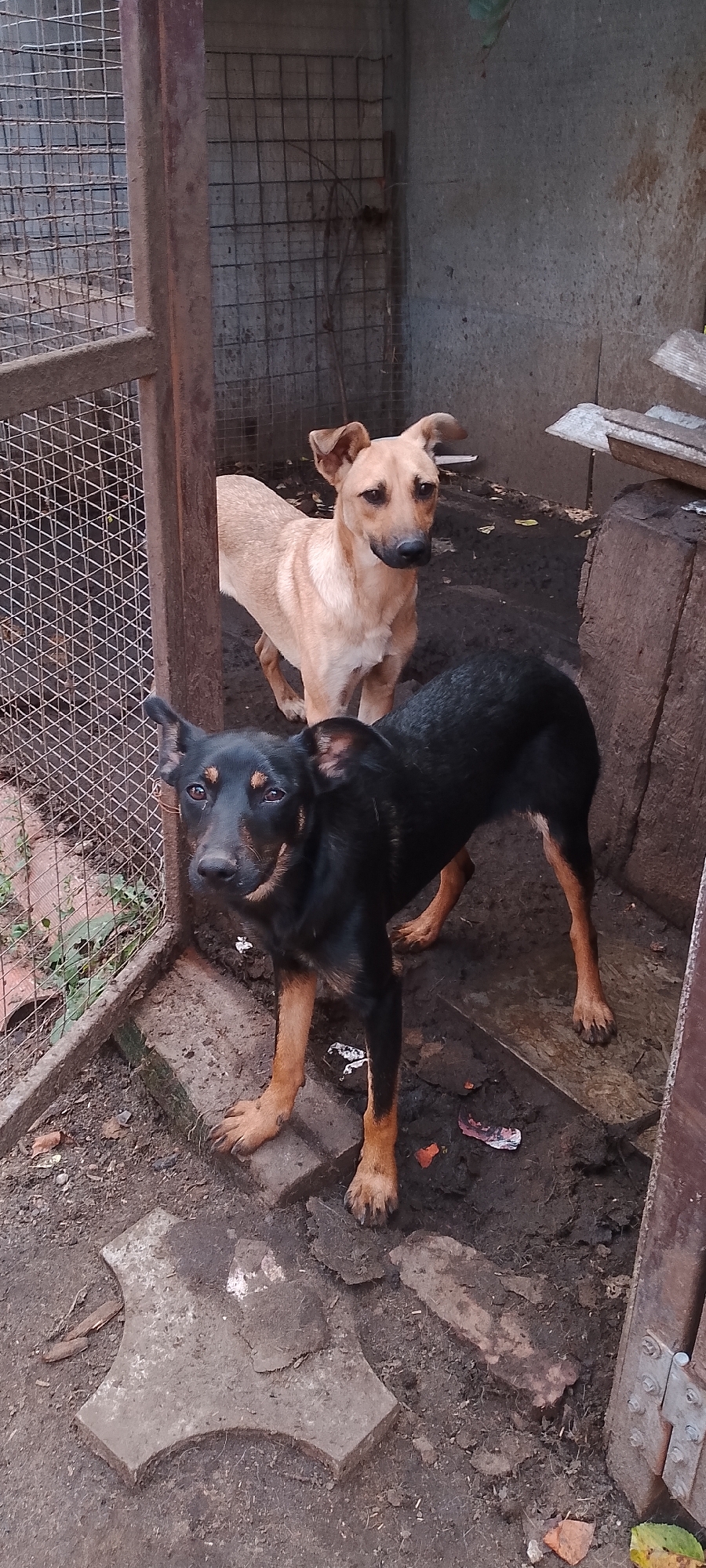 The image depicts two dogs in what appears to be an outdoor enclosure. The enclosure has a wire mesh fence on the left side and concrete or dirt flooring with some scattered debris, including broken concrete pieces and dried leaves. The background consists of a rough concrete wall. One dog, primarily black with tan markings on its legs and face, is in the foreground, facing the camera. Its body is oriented towards the right. The second dog, a lighter tan color, is positioned behind the black dog and to its right, also looking towards the camera. The lighting suggests an overcast day. There are no humans visible in the image. The scene appears to be within a utilitarian or somewhat neglected outdoor space. The presence of a wire mesh fence and the overall condition of the enclosure suggest it may be a dog run, kennel, or similar facility. Specific details about its location within the city of Belgorod, Russia are not determinable from the visual information provided.