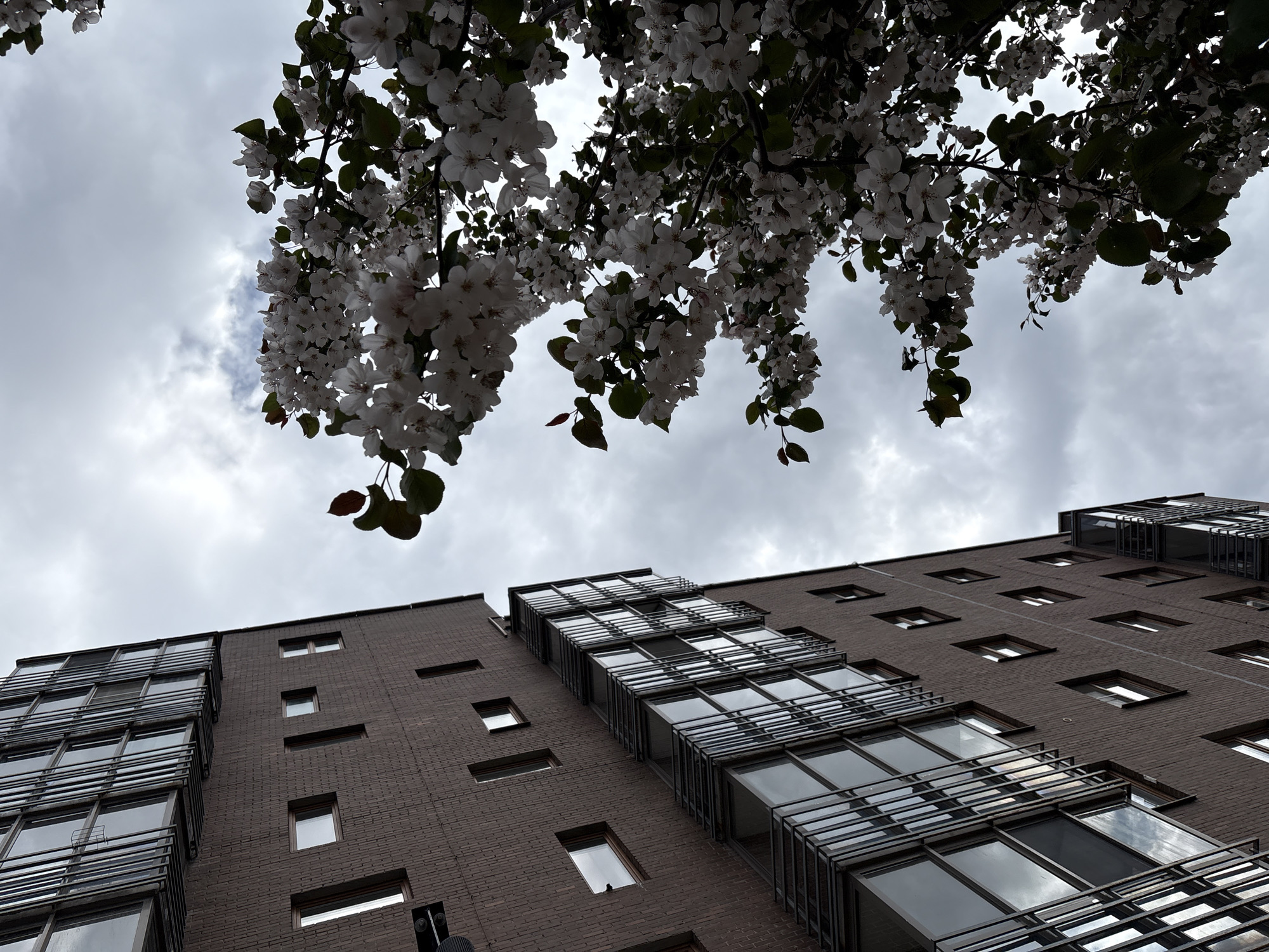 The image captures a view looking upward towards a tall brick building in Krasnoyarsk, Russia. Overhanging the building are branches of a flowering tree with white blossoms and some green leaves. The sky is overcast with grey clouds. The building features modern architectural design, with sections of large windows and balconies projecting outward. The balconies have metal framing. The brickwork of the building appears to be dark brown. No people are visible in the shot.