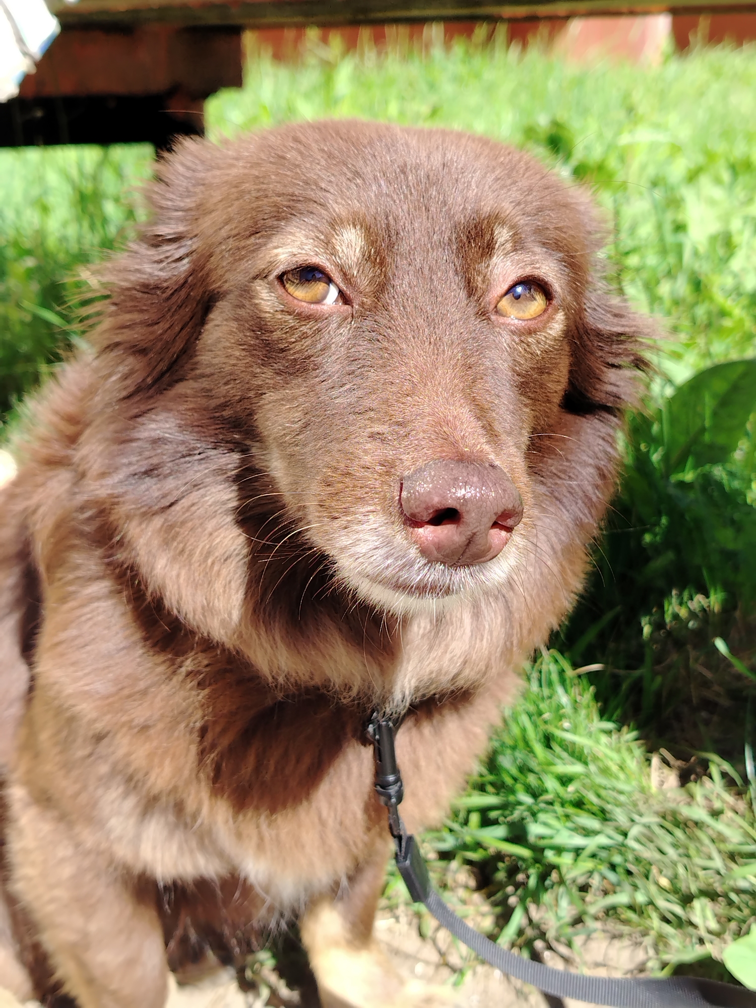 The image shows a close-up of a medium-sized, brown-haired dog with amber eyes, looking directly at the camera. The dog is wearing a black collar and leash. It is outdoors, with green grass and what appears to be a wooden structure in the background, suggesting a park or backyard setting. The lighting indicates it is daytime with sunlight present. The image does not provide information about the location in Noviy, Russia.