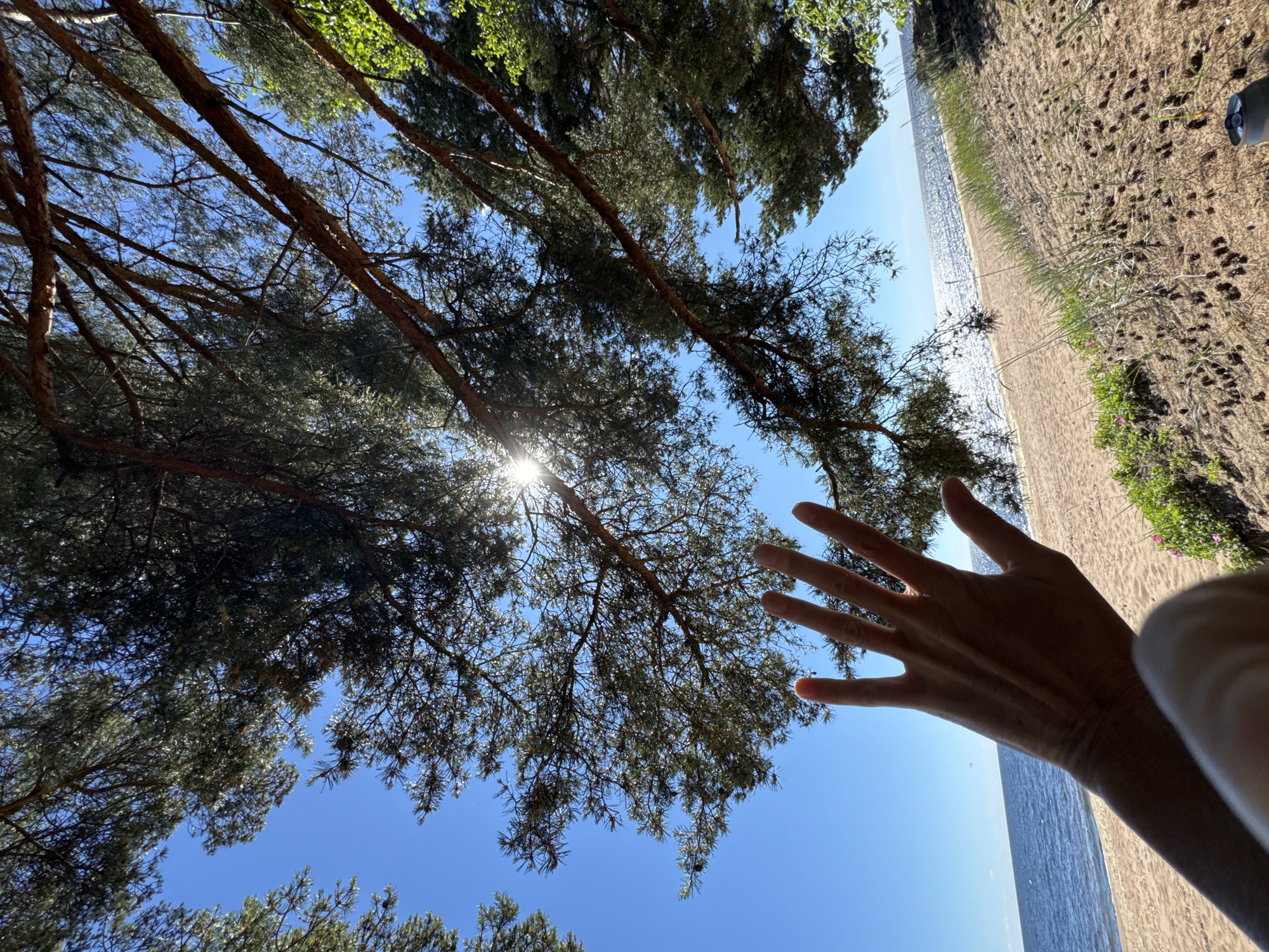 A hand is held up against a bright blue sky, partially obscuring pine trees. The sun shines through the pine branches, creating a lens flare. In the background, a sandy beach meets a calm body of water, with sunlight glinting off the surface. Some sparse green grass and a few small pink flowers grow on the edge of the beach. The scene suggests a sunny day, likely in the afternoon, given the bright sunlight. The overall mood is relaxed and summery, perhaps suggesting a person enjoying nature at the beach.