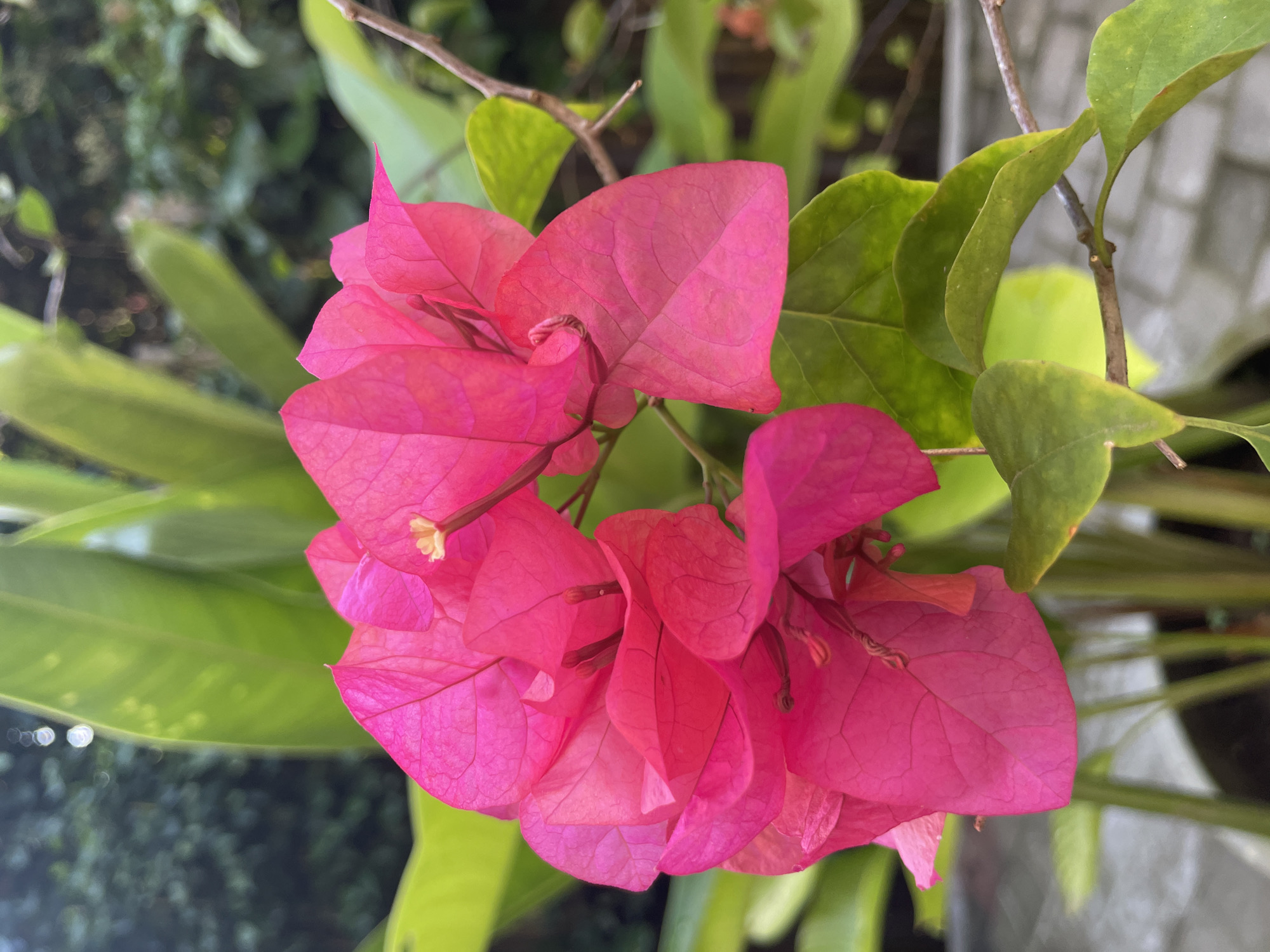 The primary subject of the image is a vibrant cluster of pink bougainvillea flowers, captured in a close-up, vertical orientation. The flowers are characterized by their thin, papery bracts, which display a bright magenta or fuchsia hue with visible vein patterns. Several small, yellowish-white true flowers (florets) are nestled within the centers of some of the larger, colorful bracts.
The flowers are surrounded by and set against a background of lush green foliage and slender stems, both belonging to the bougainvillea plant and other surrounding greenery. The background elements are heavily blurred, creating a shallow depth of field that keeps the flowers in sharp focus and highlights their intricate details and vivid color. Hints of darker, more distant vegetation and some soft, circular bokeh lights are visible in the far background, particularly in the lower left. A light-colored, possibly concrete or stone, structure or planter can be vaguely discerned in the upper and lower right portions of the frame, also out of focus.
There is no specific activity or event taking place; the image is a static portrait of the flowering plant. The lighting is bright and natural, suggesting it is daytime. No visible text is present in the media file. The overall impression is one of natural beauty and striking color.