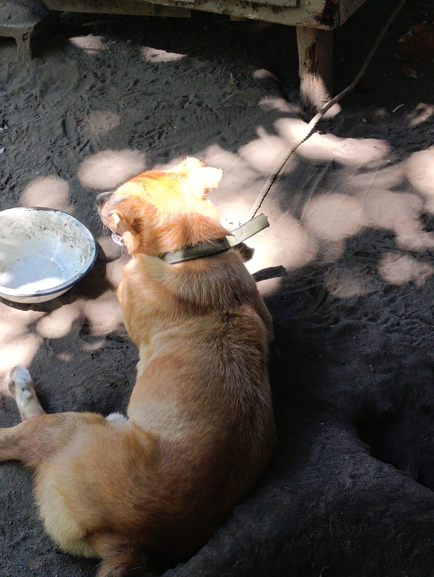 A medium-sized, tan-colored dog lies on the ground, facing left and slightly away from the camera. The dog is wearing a green collar and appears to be resting. Next to the dog is a white metal bowl, which is empty. The ground is covered in dirt and sand, with patches of sunlight and shadow. In the background, there is a wooden structure and a rope is visible. The scene appears to be outdoors in a rural or unpaved area.