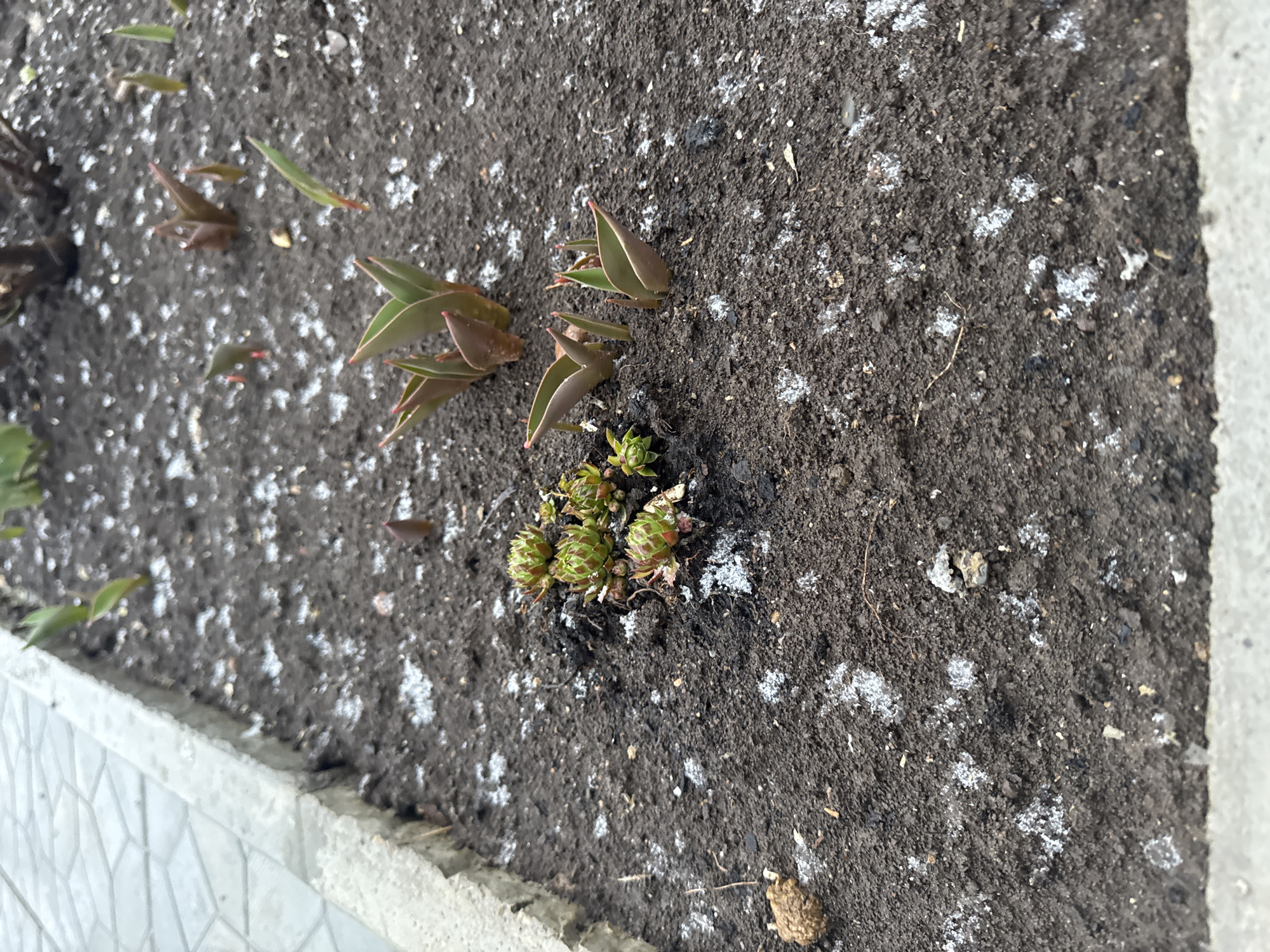 The image shows a close-up view of plants growing in a patch of dark soil. The plants include Sempervivum tectorum (common houseleek) and another type with reddish-tinged, lanceolate leaves. The soil appears to be moist and contains small, white granular material on its surface, possibly a type of fertilizer or mineral deposit. A white, tiled border defines the edge of the planting area. The overall environment suggests an outdoor setting. There is no visible information to place this image in Chaikovsky, Russia.