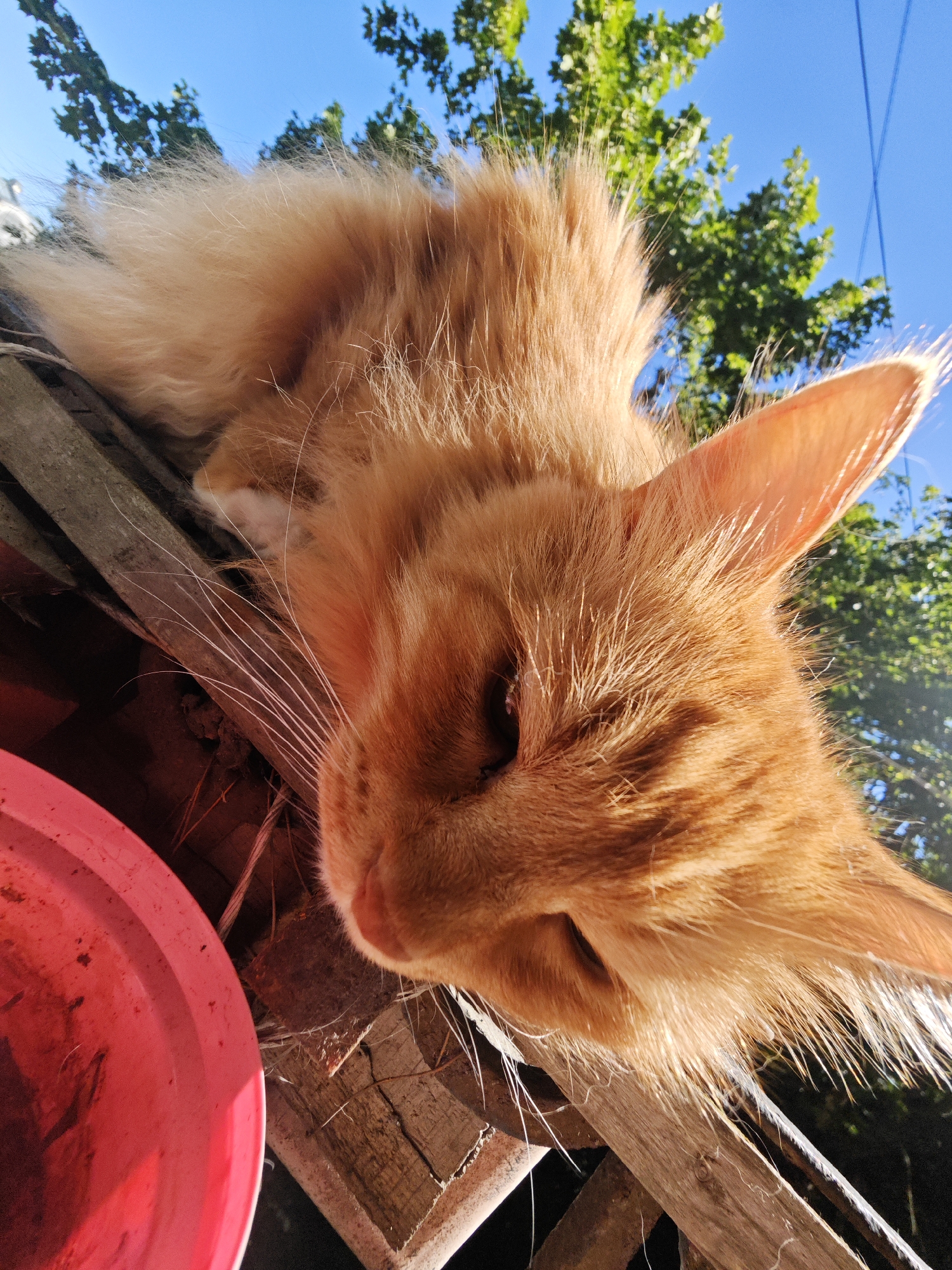 An orange tabby cat with long fur is lying down outdoors on a wooden structure. The cat is angled towards the camera, with its head in the foreground. A bright pink bowl is visible in the lower left corner of the frame. Green trees and a clear blue sky are in the background. The image appears to have been taken in Pushkin, Russia, during daylight.