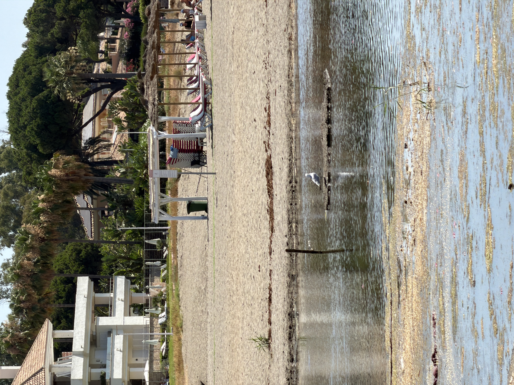 The image depicts a beach scene in Estepona, Spain. In the foreground, a body of calm water with floating debris and vegetation is visible, with a solitary white seagull standing on a small patch of land in the center. The middle ground features a sandy beach with rows of empty lounge chairs and umbrellas, indicating a typical resort environment. Beyond the beach, a modern white building with multiple balconies is prominent, bordered by a metal fence and further back, several houses with terracotta roofs are nestled amongst lush green trees and palm trees, suggesting a well-developed coastal town. The overall atmosphere is tranquil and sunny, characteristic of a Mediterranean beach.