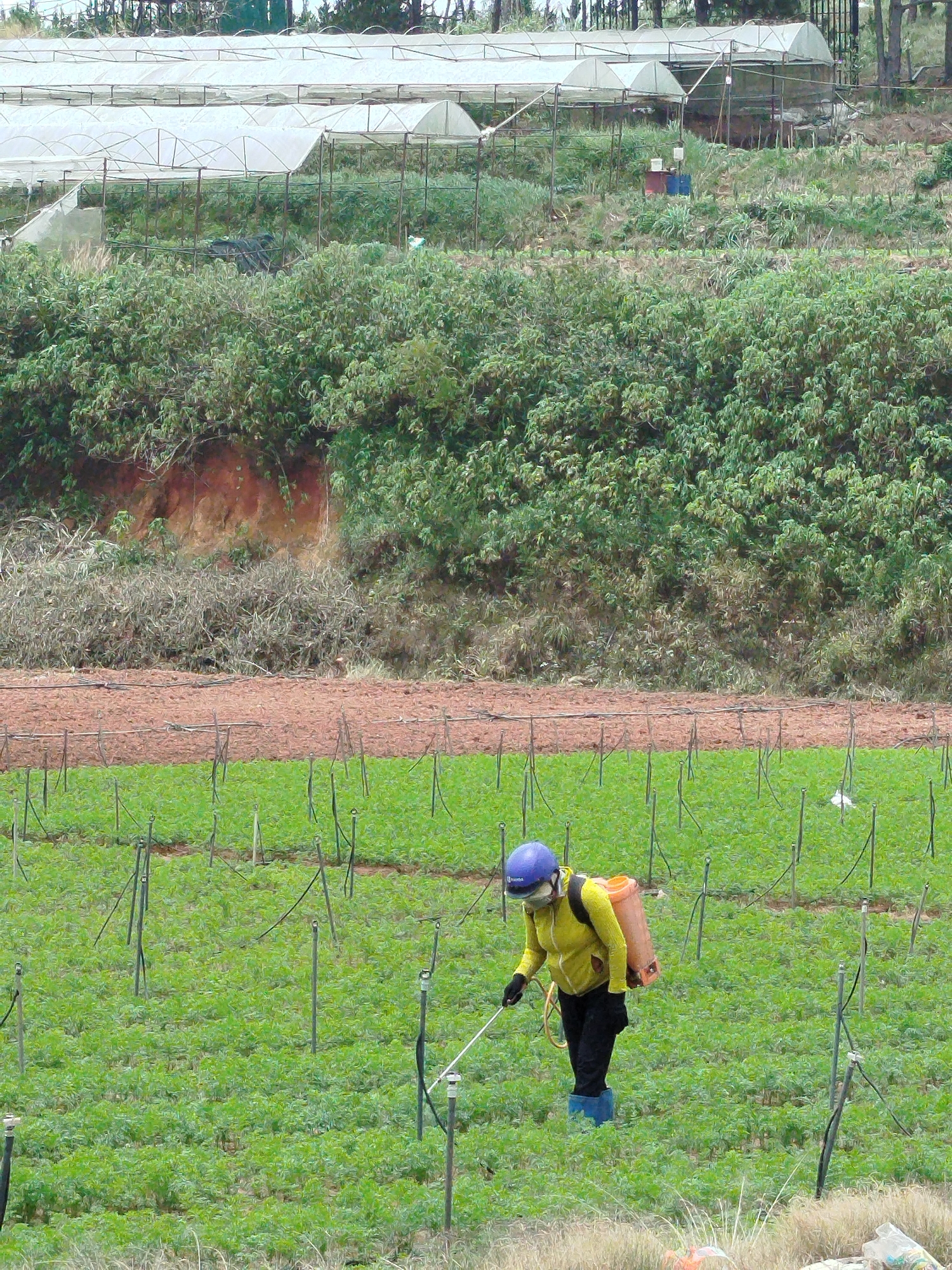 In the city of Xuân Thành, Vietnam, a farmer is seen working in a field, diligently applying pesticides to a lush green crop. The farmer, dressed in a yellow protective suit, blue helmet, and dark pants, is equipped with a large orange backpack sprayer, spraying a long wand. The field is dotted with numerous slender stakes supporting the crops, suggesting a structured agricultural practice. In the background, a series of greenhouses with white coverings stand as testament to modern agricultural techniques, suggesting a controlled environment for cultivation. The surrounding landscape is a blend of dense green foliage and patches of exposed reddish-brown soil, indicating the terrain of the area. The overall scene depicts a typical agricultural setting in Vietnam, where traditional farming methods coexist with advanced greenhouse technology.