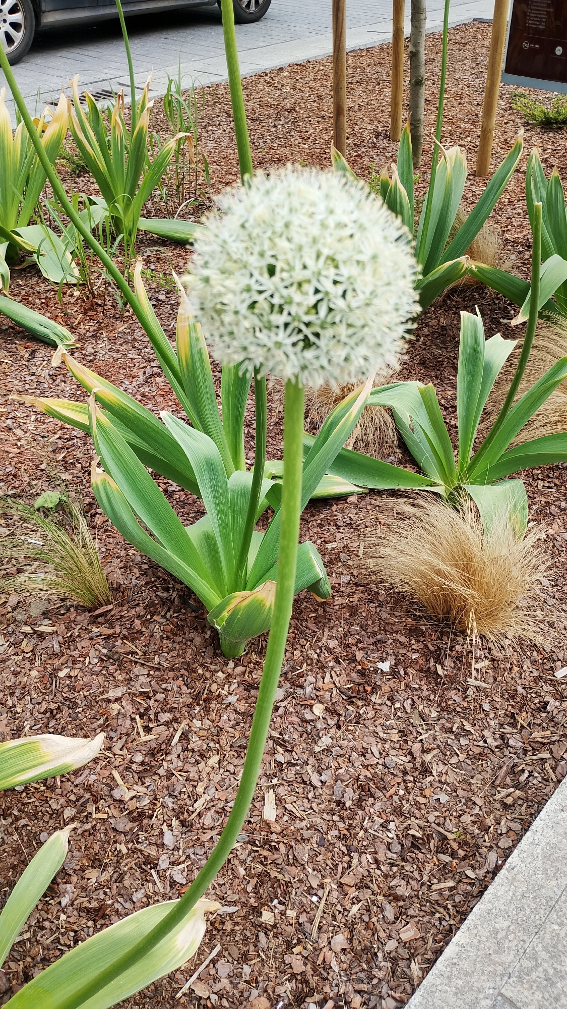 The image shows a garden bed in an urban setting. The ground is covered with brown wood chips. A single white Allium flower with a spherical bloom stands prominently in the center of the frame. The flower is surrounded by plants with broad, green leaves, some with yellowish edges. To the left, the edge of a gray car is visible, indicating a nearby street or parking area. Slender brown wooden posts are set vertically in the mulch. The presence of a gray stone curb on the right edge indicates a walkway. The location is Łódź, Poland.