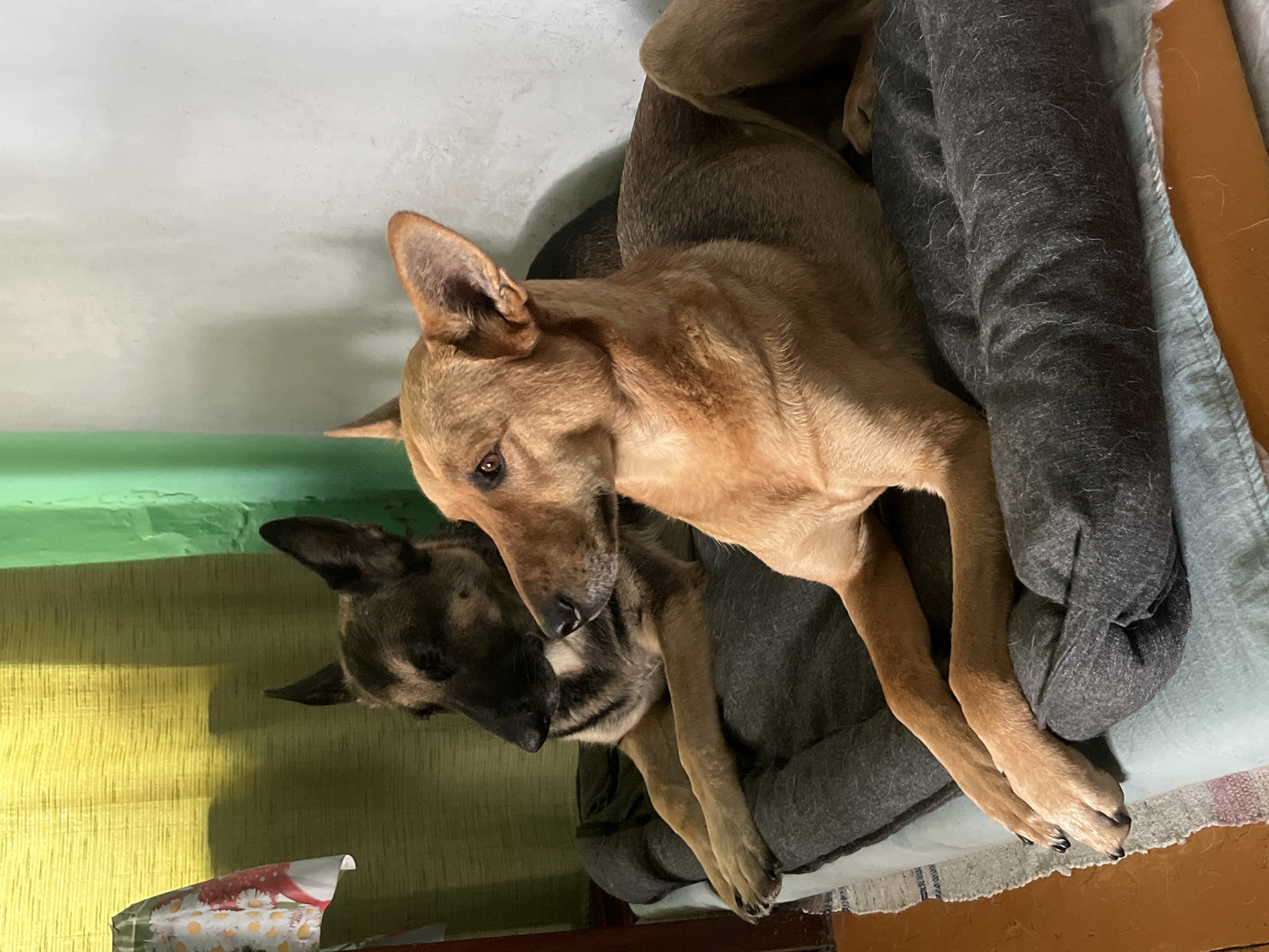 Two dogs are lying on a dark gray dog bed with a light blue blanket underneath. The dog in the foreground is a tan-colored mixed breed, and the dog in the background appears to be a German Shepherd. They are indoors, with a yellow curtain on the left and a green curtain on the right. The wall behind the dogs is light gray. The lighting suggests it is daytime, but the scene is somewhat dim. The location is identified as Nizhny Tagil, Russia, but no specific city features are visible.