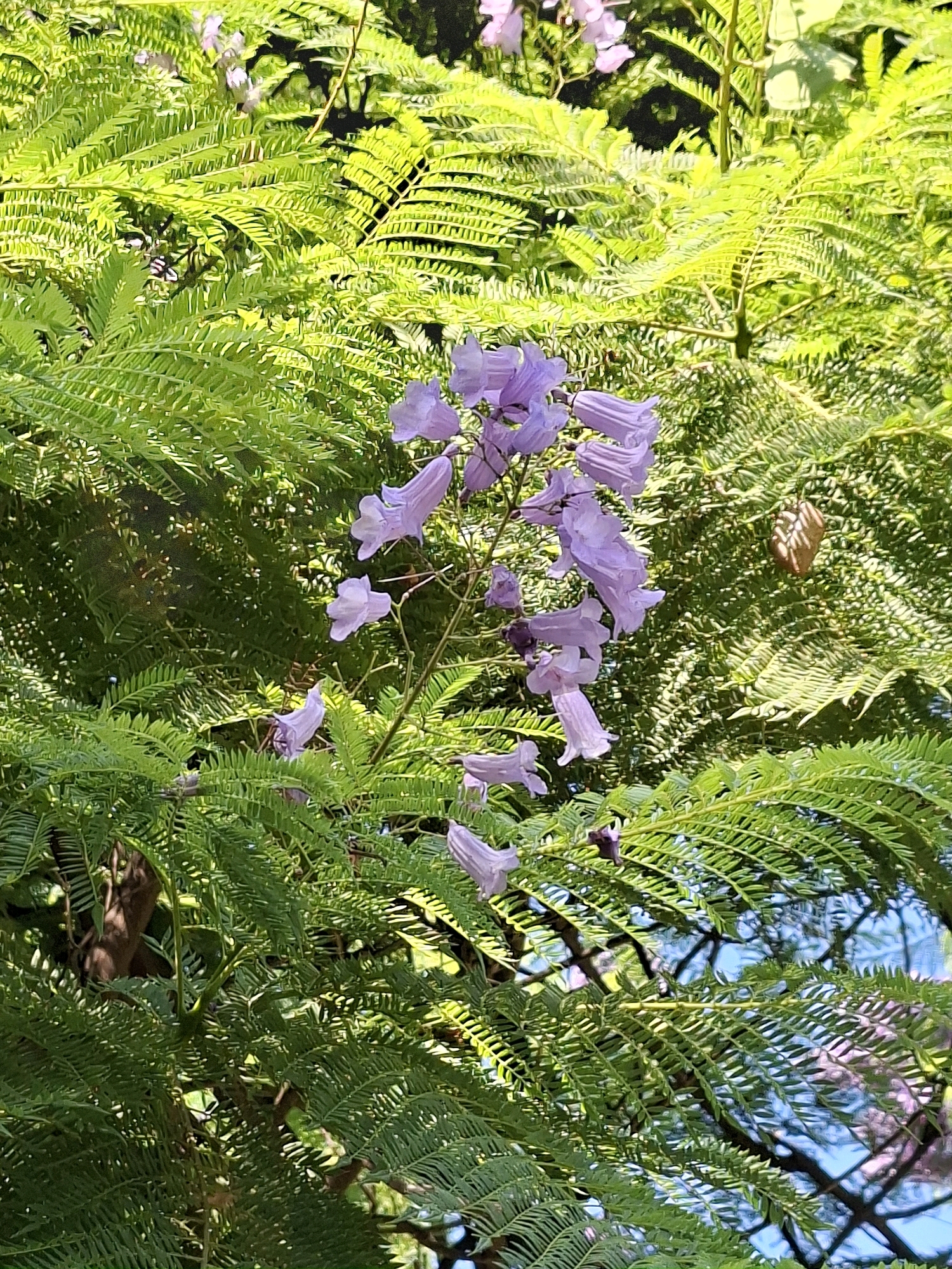 A close-up shot captures a cluster of light purple, bell-shaped flowers blooming amidst lush green, fern-like foliage. The leaves are finely divided and appear vibrant, with some catching the sunlight and showing a yellow-green hue. The flowers are delicate and clustered together on thin stems, with several individual blossoms visible in various stages of opening. The background is a blur of more green foliage and hints of blue sky, suggesting an outdoor setting. The image appears to be taken in a natural environment, possibly a park or garden. There are no people or discernible human activity in the image. The overall impression is one of natural beauty and tranquility. Based on the style of foliage and flowers, this could be a jacaranda tree, which are commonly found in Mediterranean climates like Torrevieja, Spain.