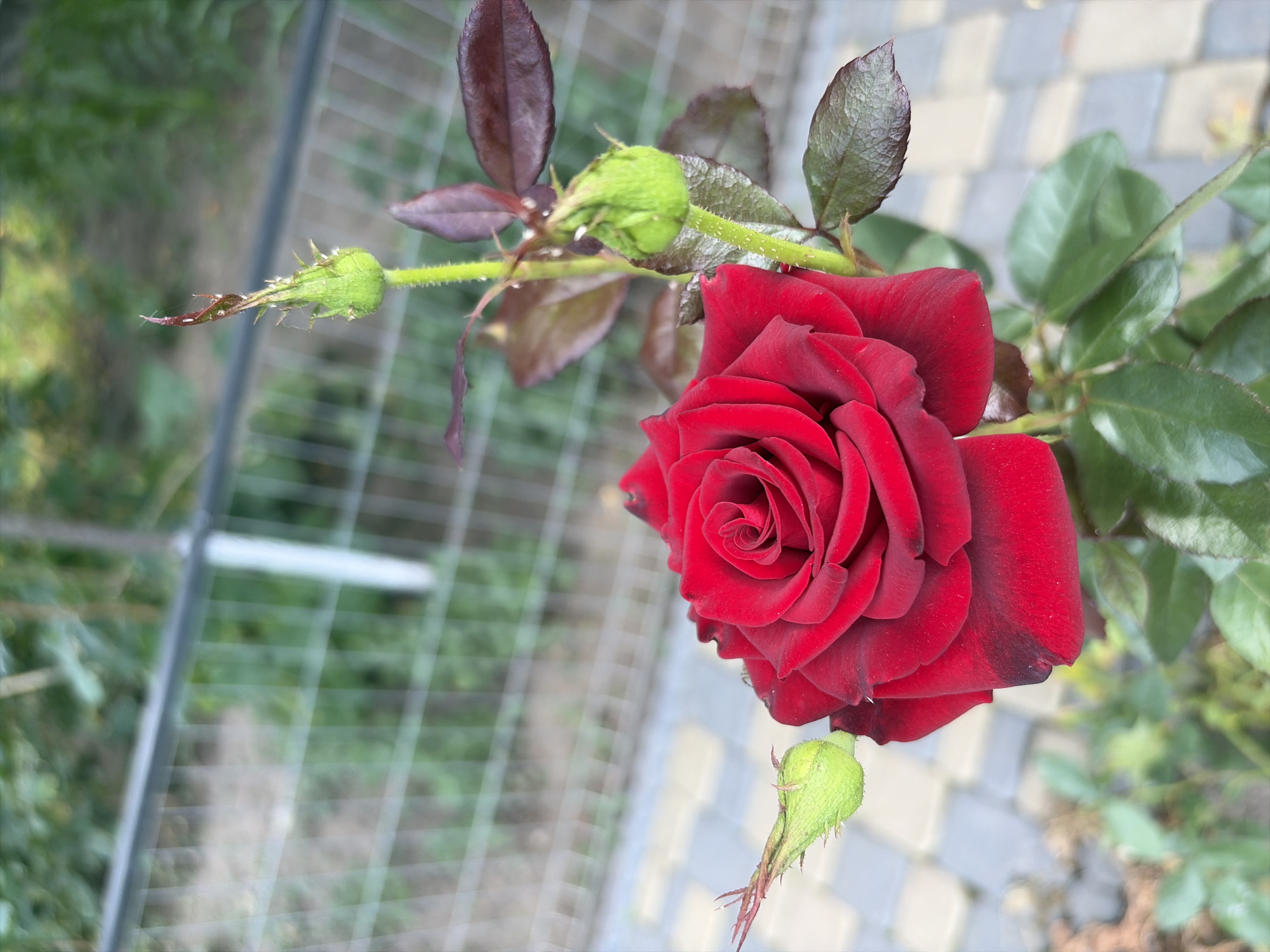 A close-up, eye-level shot captures a vibrant red rose in full bloom. The rose is the primary subject, positioned slightly to the left of the frame, with its petals unfurling in a spiral pattern. To the left and right of the rose, there are two green rosebuds. The stem of the rose plant is visible, adorned with dark red leaves and covered in small white hairs. The background is softly blurred, suggesting an outdoor setting with a fence and greenery. The ground beneath the rose is paved with square, light-colored tiles. The image appears to be taken in the city of Oxentea, Moldova.