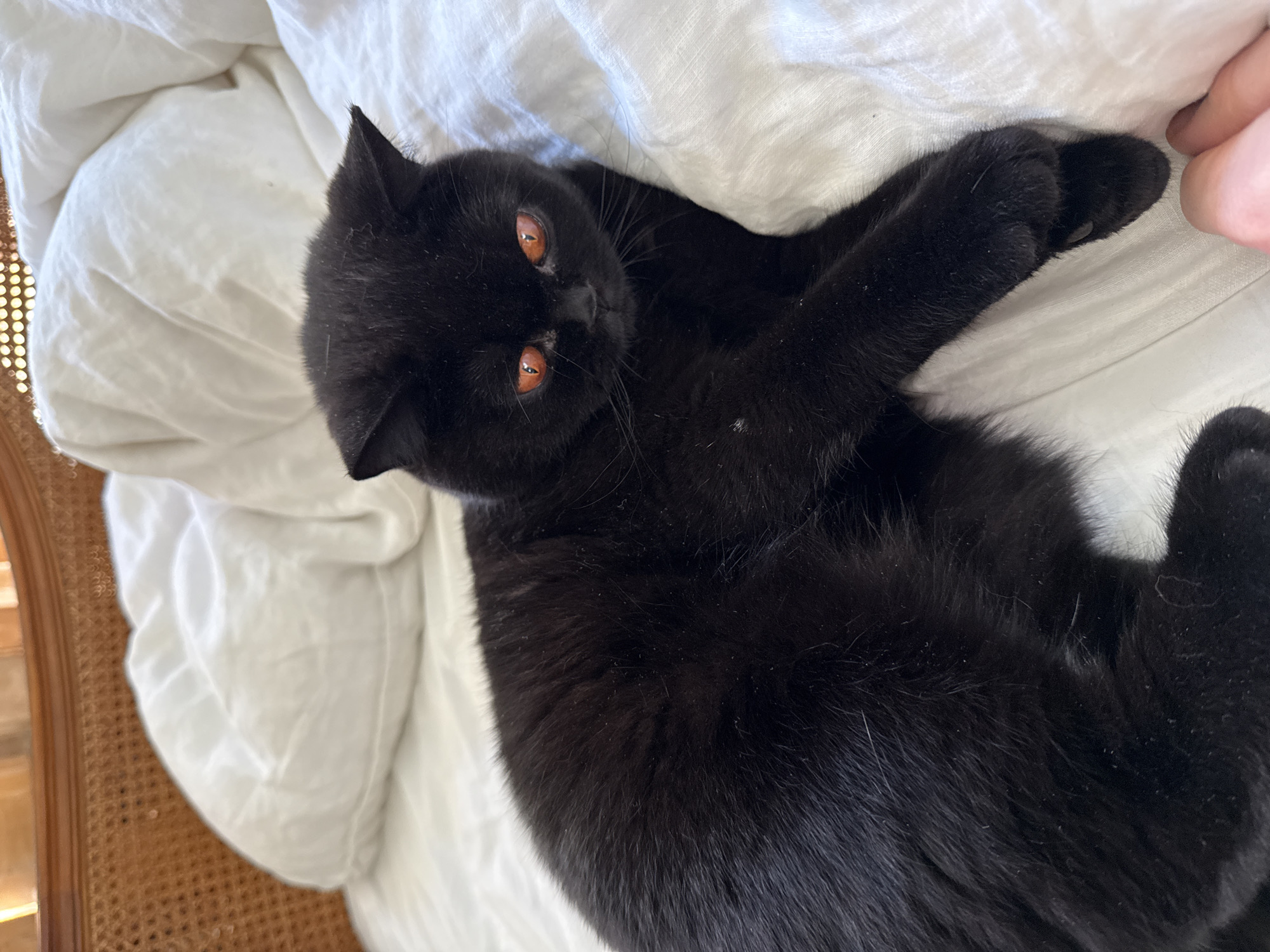 A black cat with amber eyes is lying on a white crumpled sheet. The cat is lying on its back, with one front paw outstretched. The setting is indoors. There is no indication of the city of London, United Kingdom.