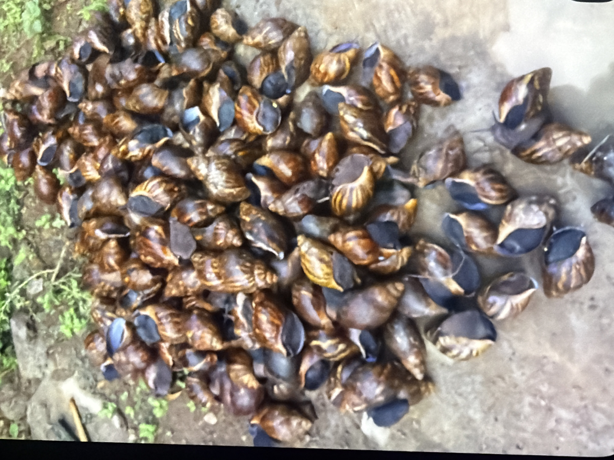 A pile of dark brown and tan snails with black openings are gathered on a dirt and concrete surface. Green vegetation is visible in the background.