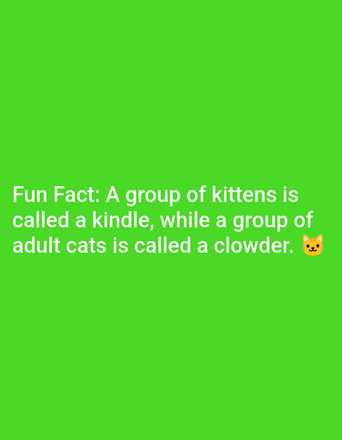 This is a digital image with a bright green background. In the lower half of the image, white text is displayed. The text reads: "Fun Fact: A group of kittens is called a kindle, while a group of adult cats is called a clowder." To the right of the word "clowder" is a small emoji of a cat's face. There are no people, objects, or scene elements other than the text and emoji. The setting is abstract, with no discernible location cues. The time of day and weather are also not indicated. The overall emotion conveyed by the image is informational and perhaps a little lighthearted due to the "fun fact" nature of the text and the cat emoji.