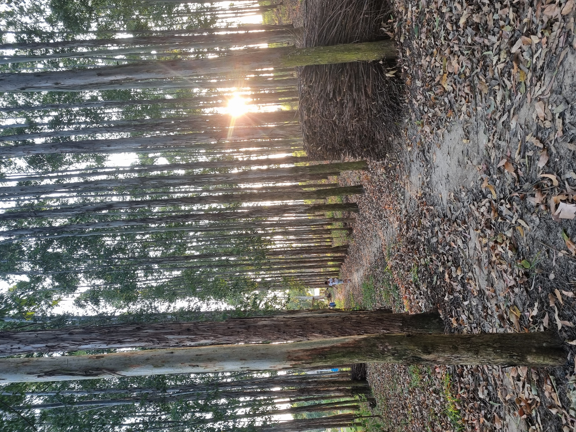 The image depicts a sun-dappled path winding through a dense grove of tall, slender eucalyptus trees. The ground is covered in a thick layer of fallen brown leaves. Sunlight streams through the trees, creating lens flare effects and illuminating a single person, a child dressed in white shorts and a t-shirt, walking away from the camera down the path. To the right of the path, a large, neatly stacked pile of cut branches or wood is visible. The overall impression is of a rural or semi-rural setting, possibly an area dedicated to eucalyptus cultivation, located in or around Laranjal Paulista, Brazil.