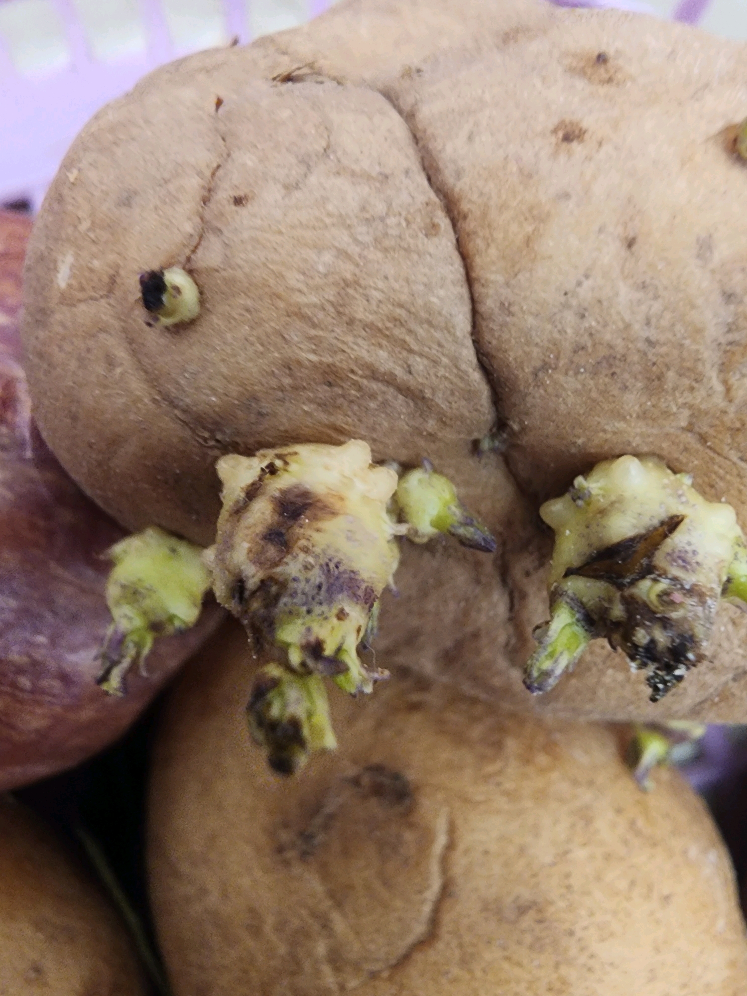 A close-up, high-angle shot shows several potatoes with sprouts. The largest potato, in the foreground, has a rough, brown skin with visible sprouts. Some of these sprouts are small and light green, while others are larger, with darker brown or purple tips. The potato is resting on other potatoes, one of which is partially visible in the lower part of the frame and appears to be red. The background is blurred, with hints of purple and pink, suggesting it might be a basket or container. There are no people or discernible actions in the image. The scene is likely indoors, given the lighting and the implied context of stored produce. The image was captured in Mahesana, India, likely in a kitchen or storage area.